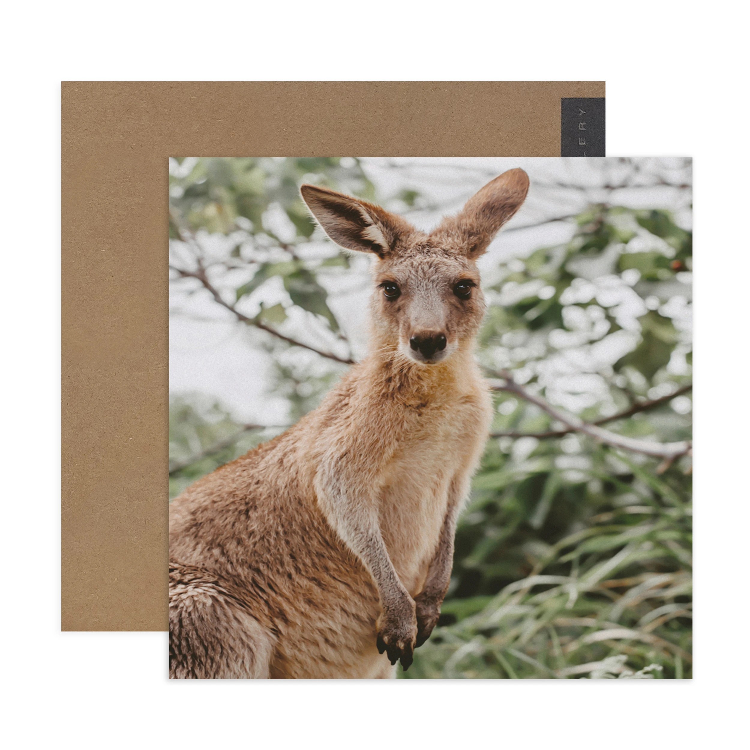 1 Hallmark Card - Baby Kangaroo, 1 of 3