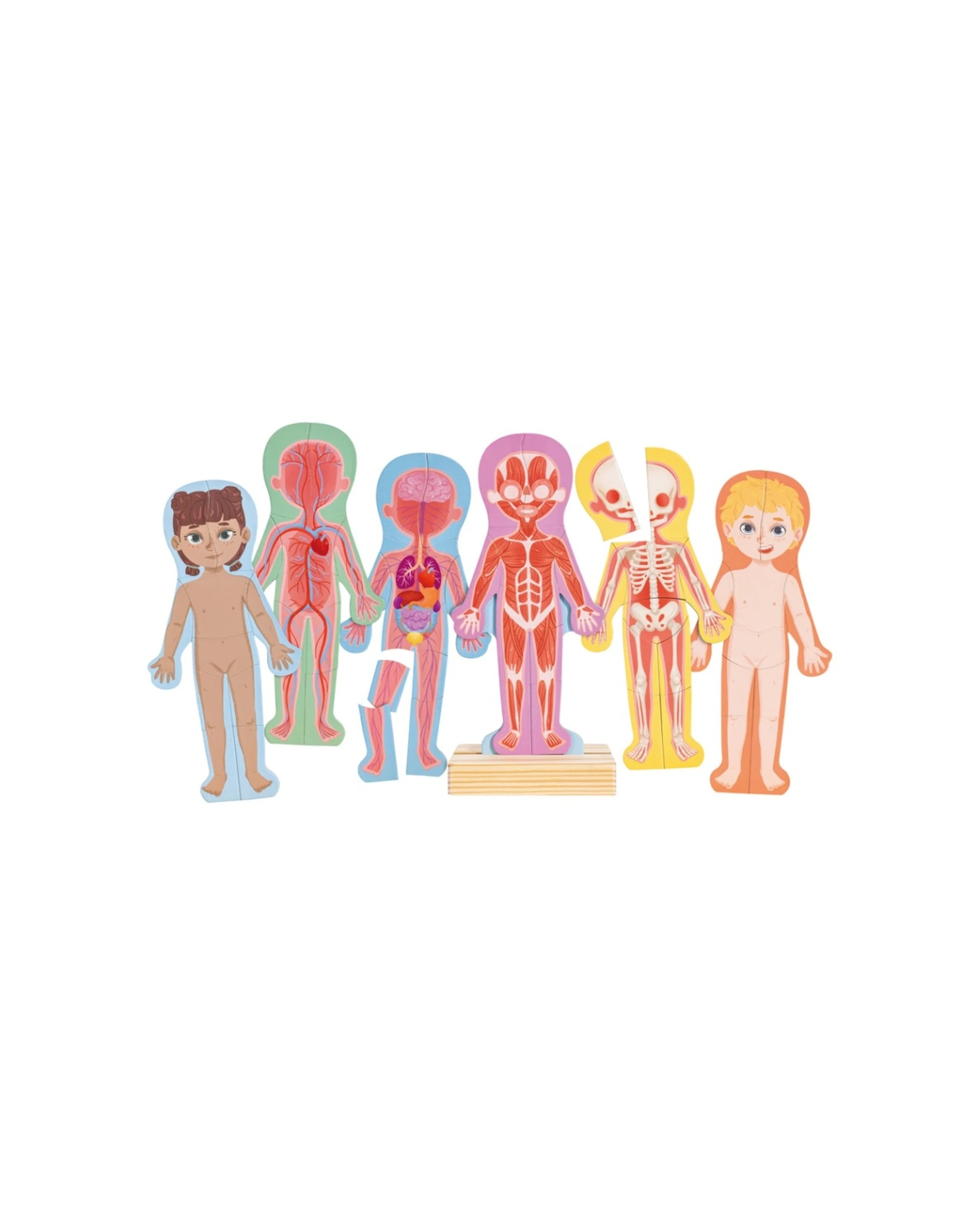 1 Hape Human Body Magnetic Puzzle Anatomy Learning Set Educational Kids - Multi, 1 of 5
