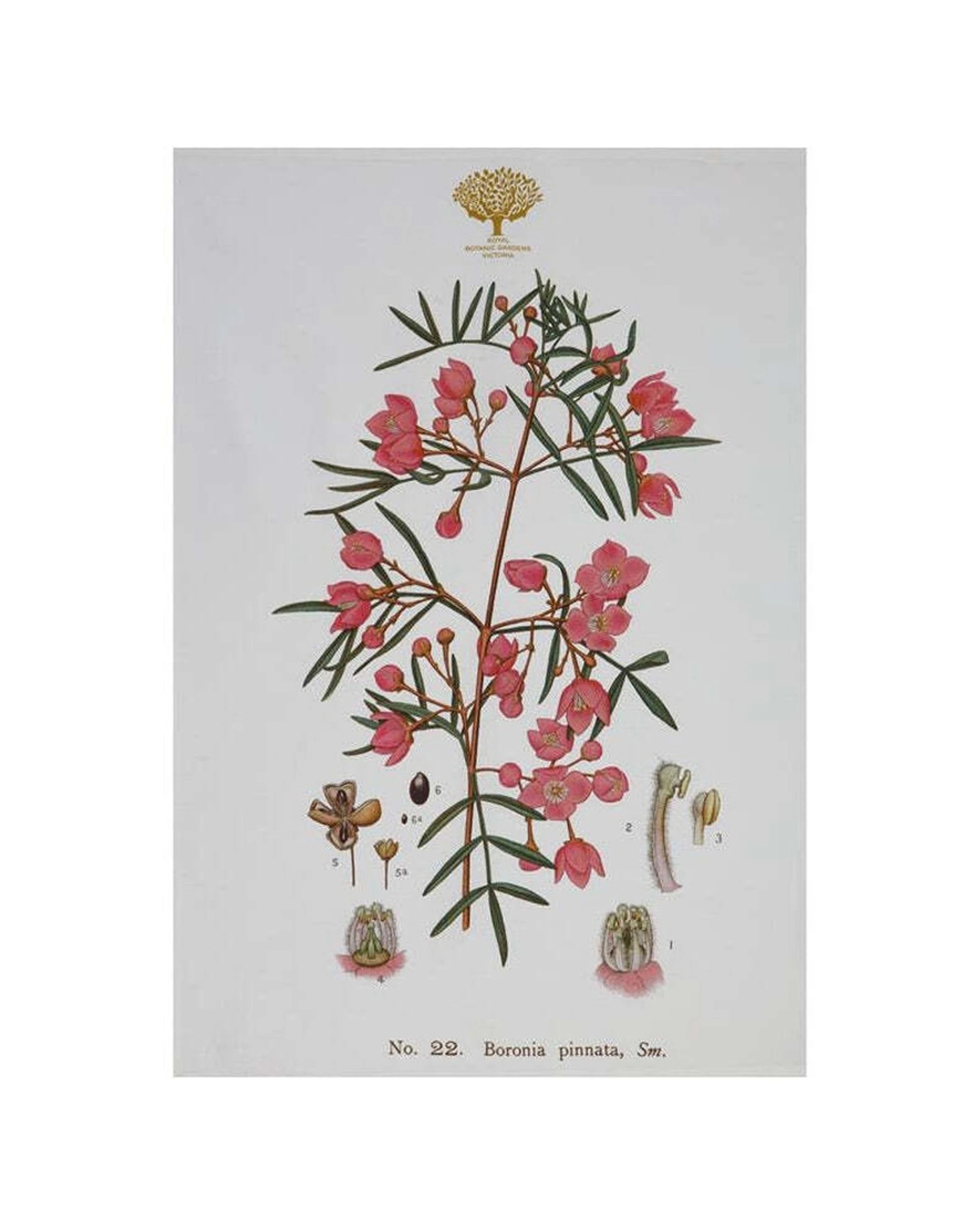 2 Maxwell & Williams 2x Royal Botanic Garden Cotton Tea Towel Set Boronia - Multi, 2 of 2