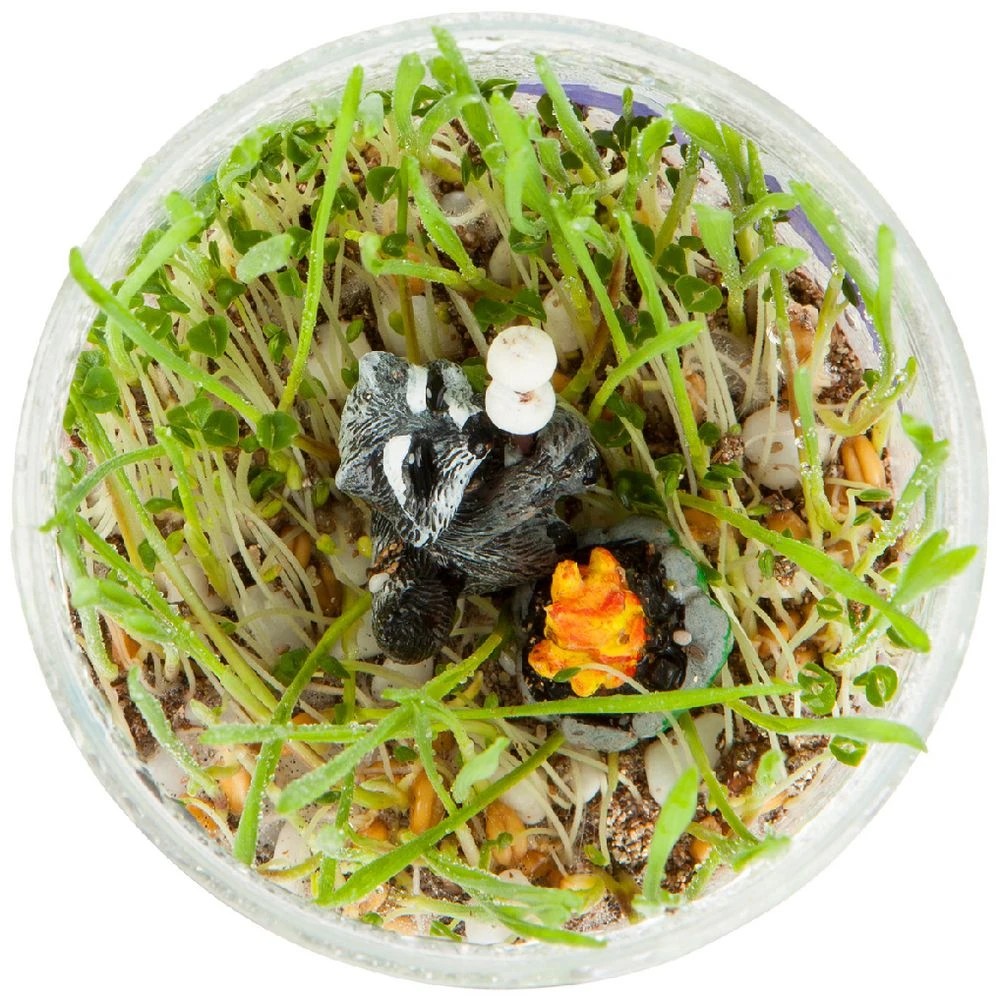 4 Creativity for Kids Grow Your Own Terrarium Kit, 4 of 6