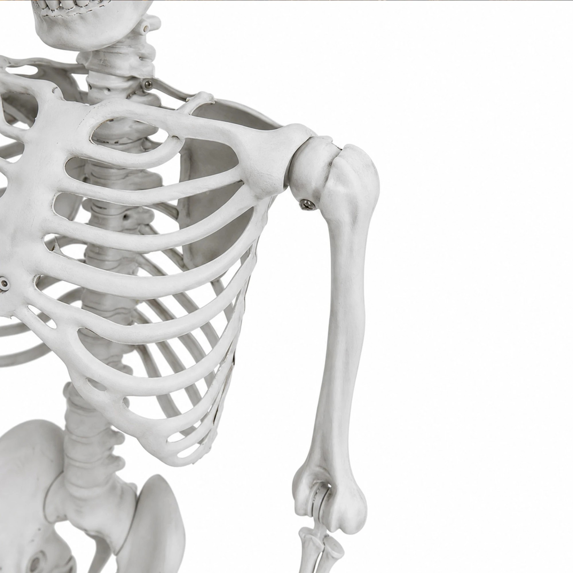 6 Yezi Halloween Decorations Skeleton 169cm Life Size Posable ABS White, 6 of 8