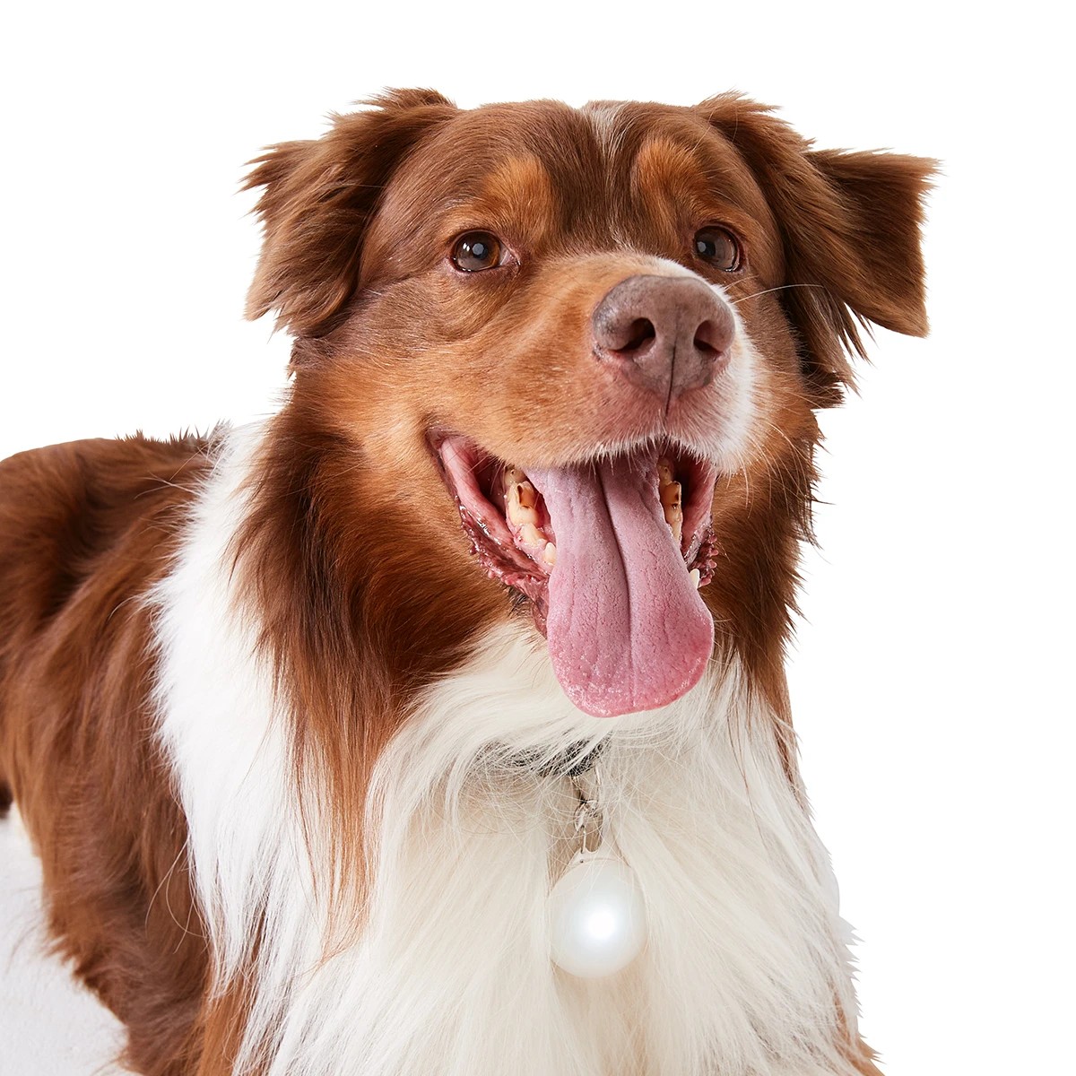 3 Pet LED Safety Pendant, 3 of 10