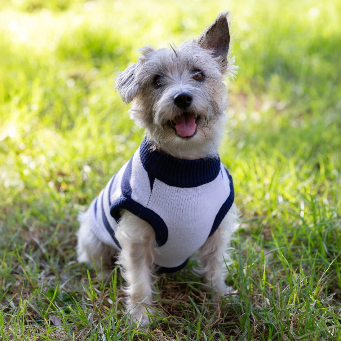 1 AFL Geelong Cats Pet Jumper - Medium, 1 of 4