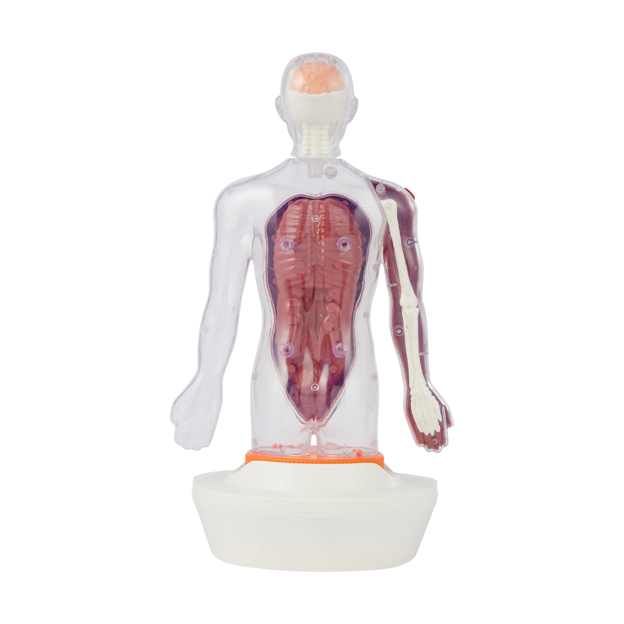 4 Interactive Human Body Model, 4 of 10
