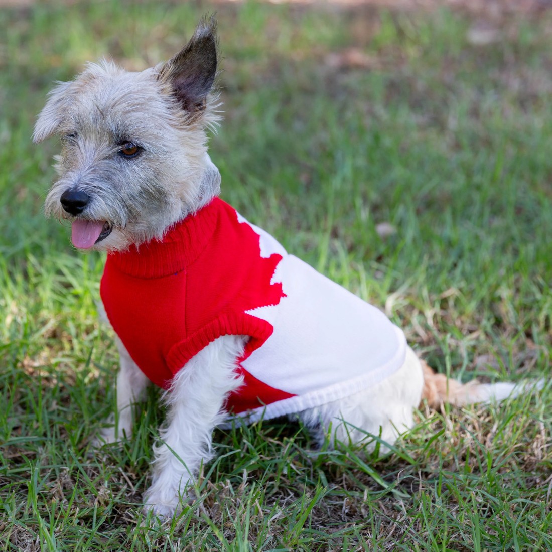 4 AFL Sydney Swans Pet Jumper - Large, 4 of 4