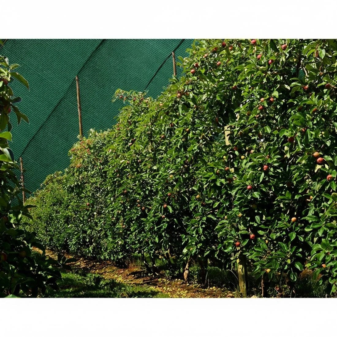 5 Instahut 30% Shade Cloth 1.83x50m Shadecloth Wide Heavy Duty - Green, 5 of 5