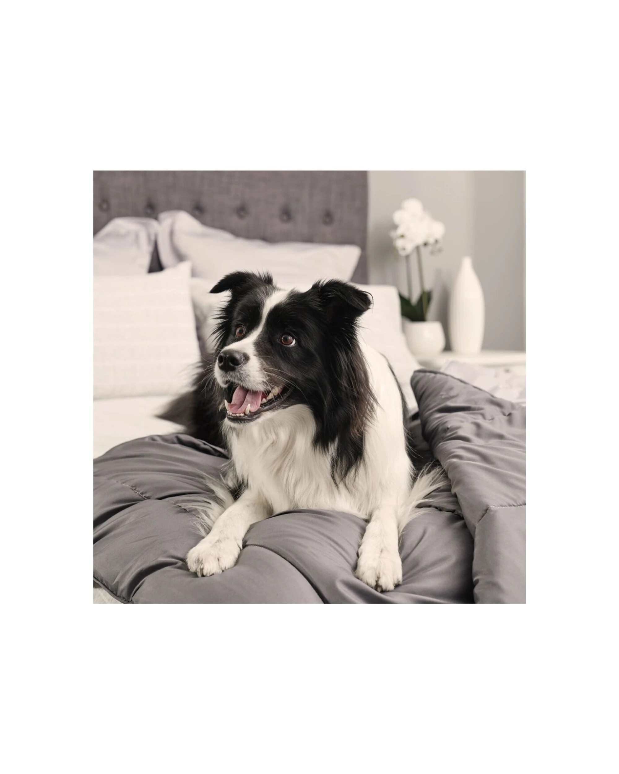 7 Tontine Doggy Doona Pet-Friendly Reversible Quilt For Dogs 140x210cm - Multi, 7 of 8