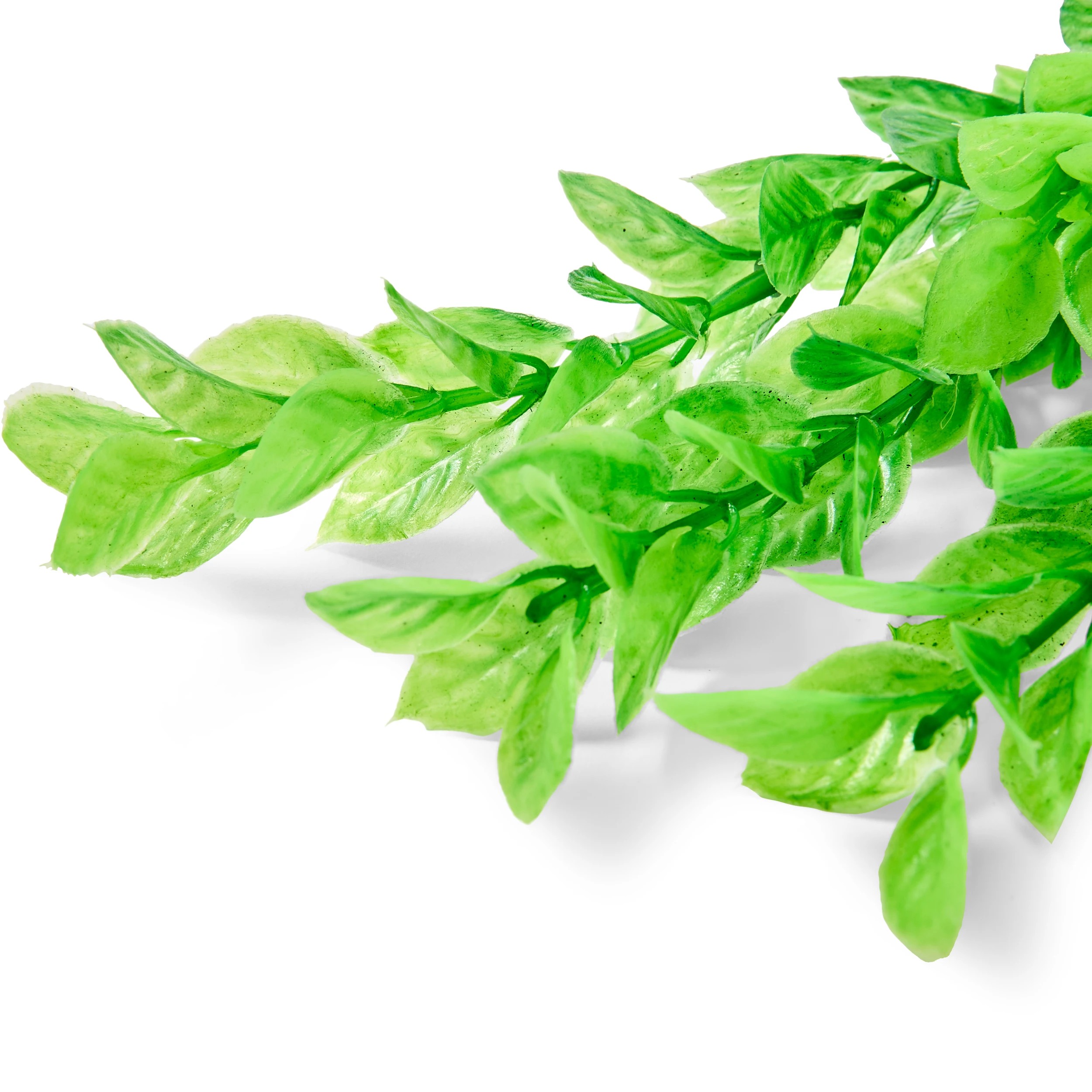 4 Aquarium Natural Plants 6 Pack - Small, 4 of 10