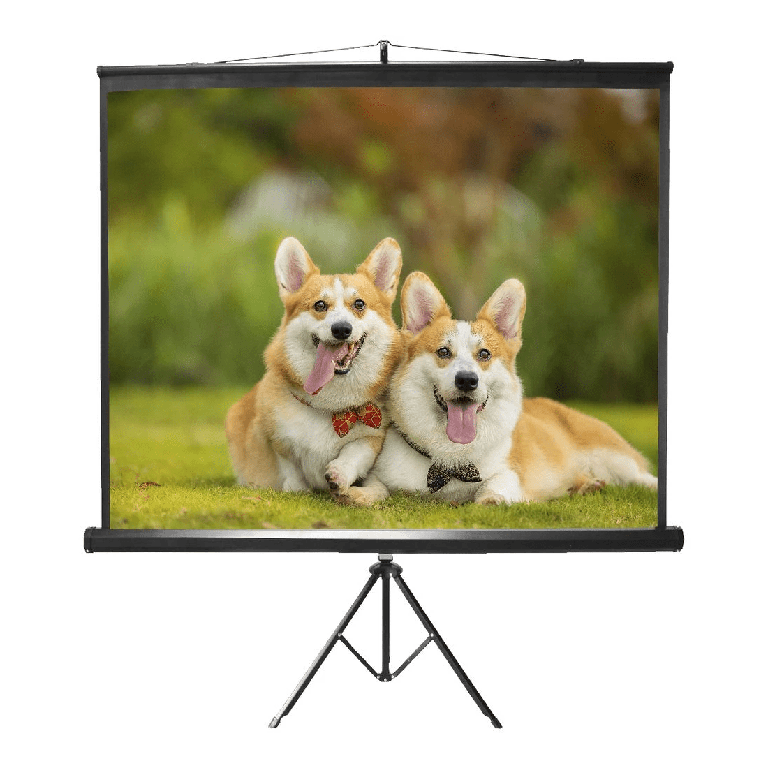 2 Standard 96" Portable Tripod Projection Screen, 2 of 2