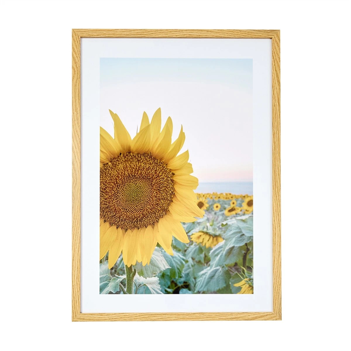 1 Sunflower Framed Print, 1 of 4