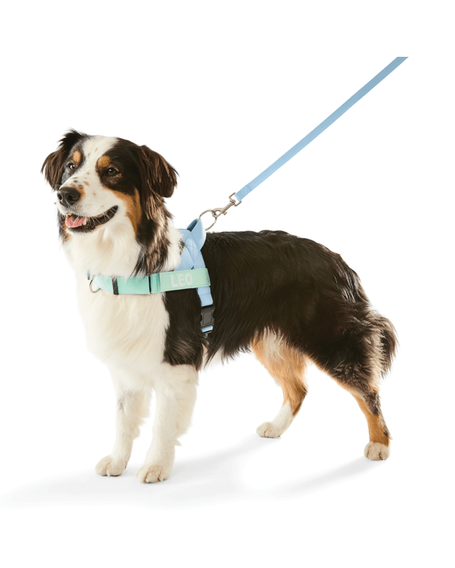 Blue Custom Harness Walking Set - L