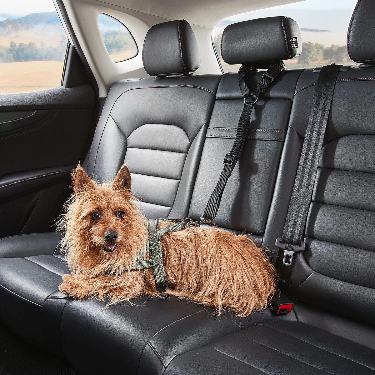 2 Pet Car Head Rest Tether, 2 of 9