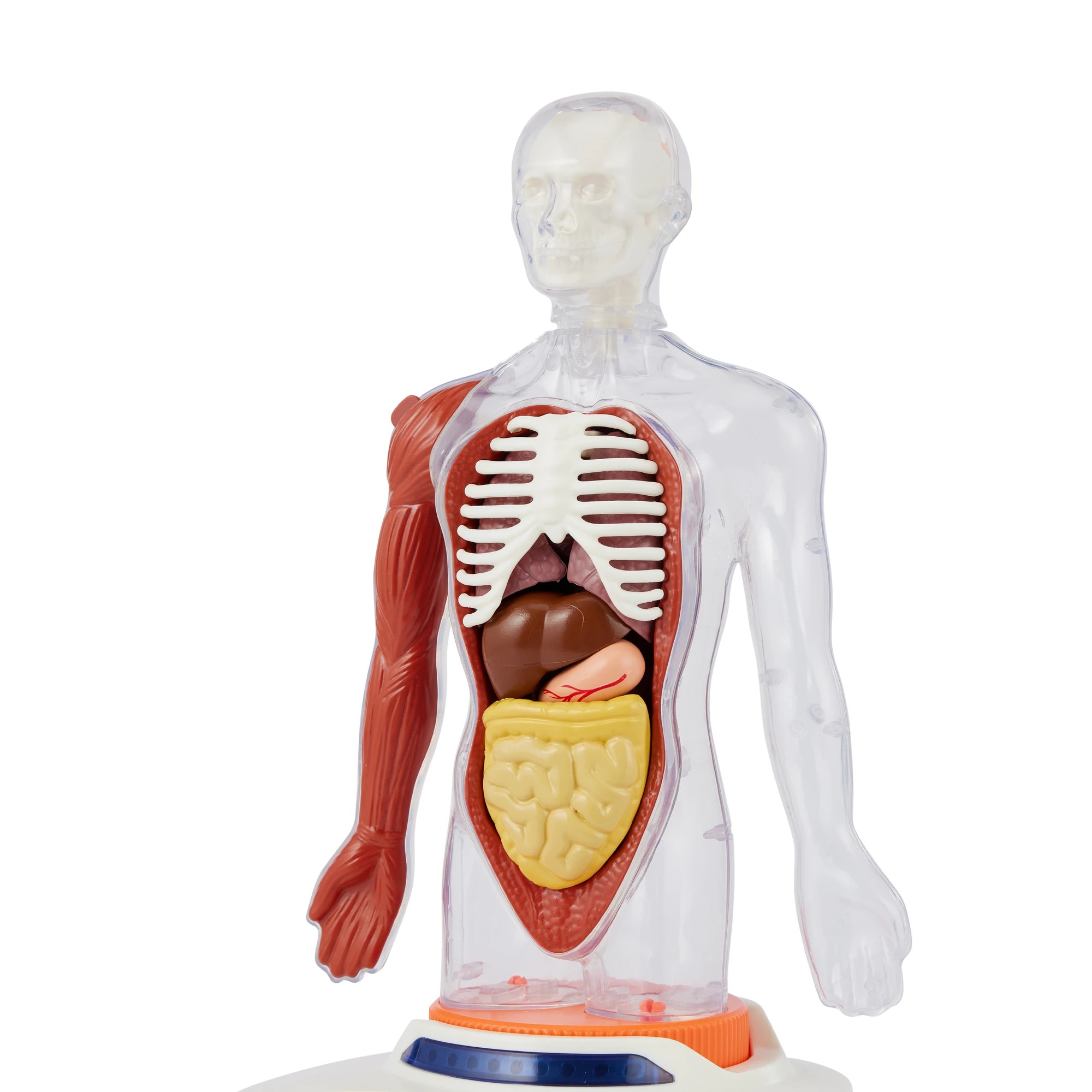 5 Interactive Human Body Model, 5 of 10