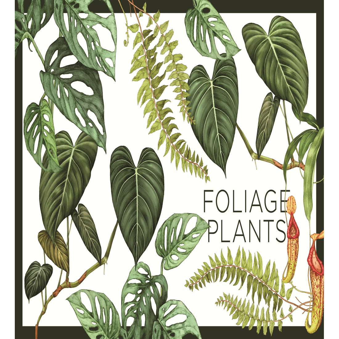 5 Plantopedia: The Definitive Guide to Houseplants by Lauren Camilleri and Sophia Kaplan - Book, 5 of 10