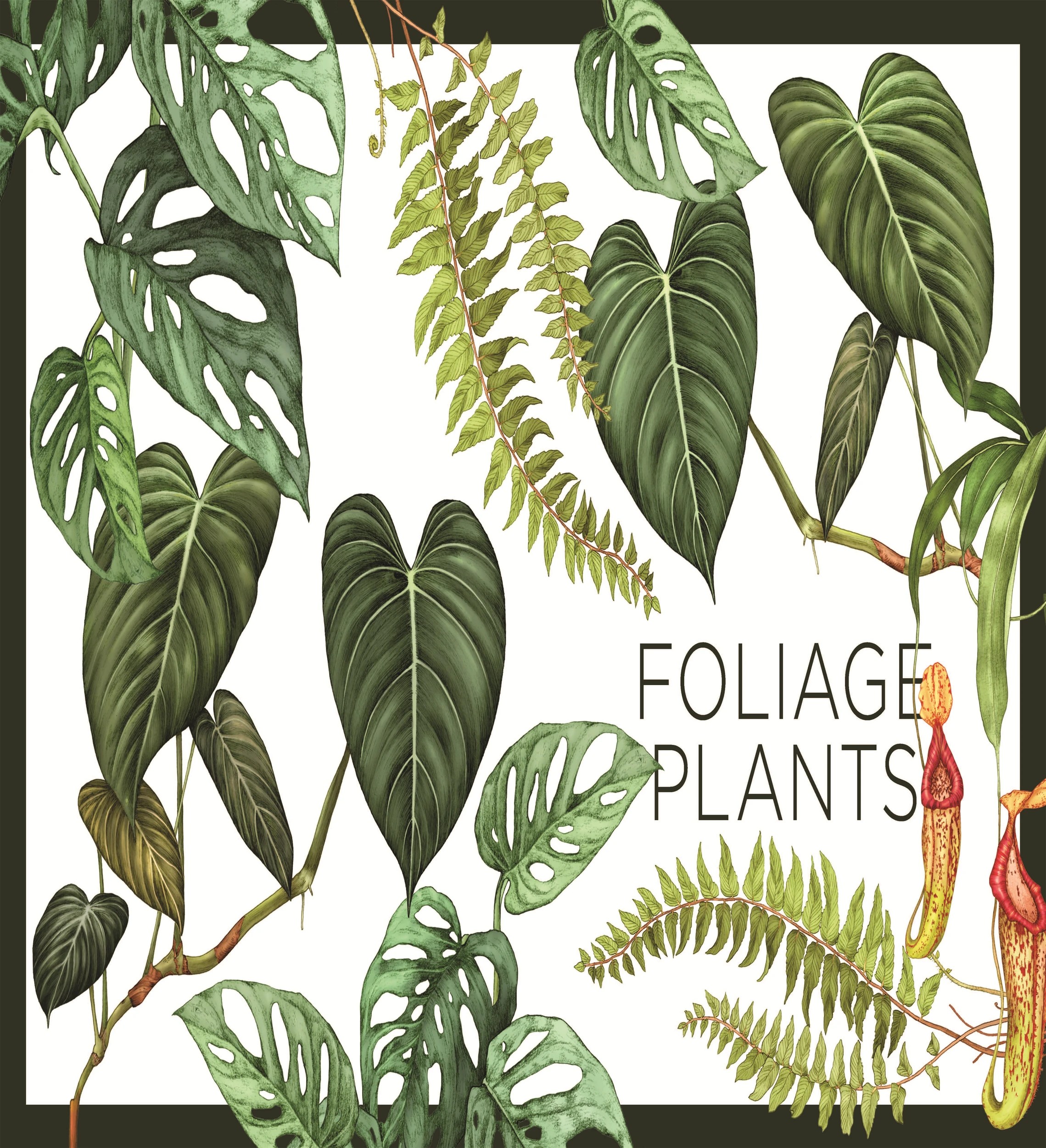 5 Plantopedia: The Definitive Guide to Houseplants by Lauren Camilleri and Sophia Kaplan - Book, 5 of 10