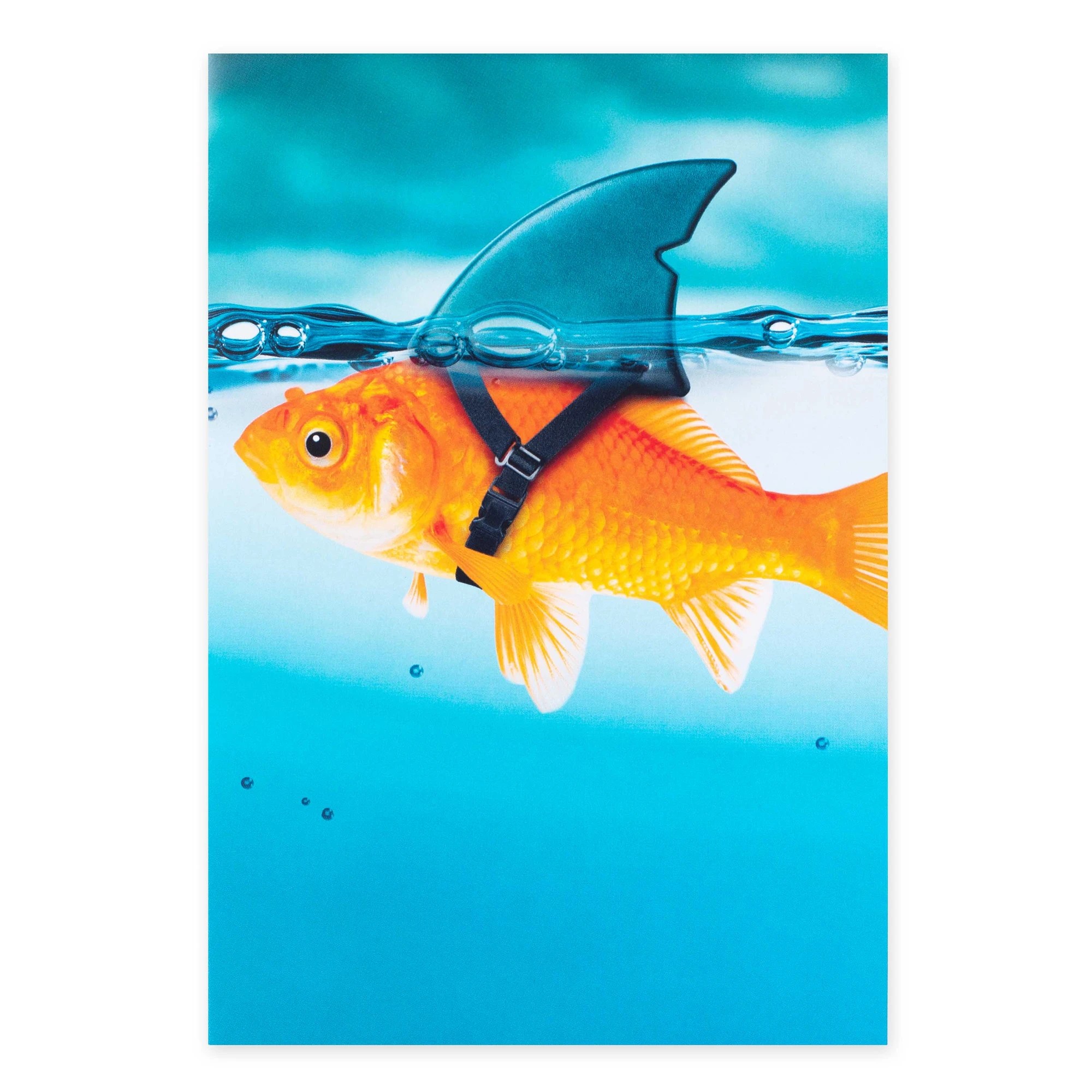 3 Connections by Hallmark Birthday Card - Goldfish Humour, 3 of 3