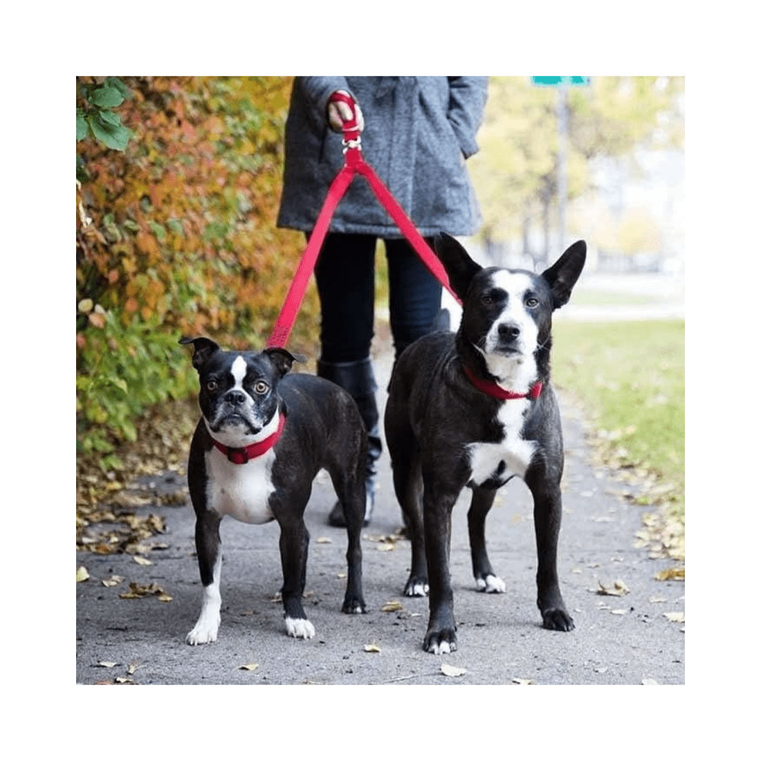 4 BR Pets Double Dog Leash Lead Coupler - Walk and Control 2 Dogs Easily 2.0cm Width, 4 of 4