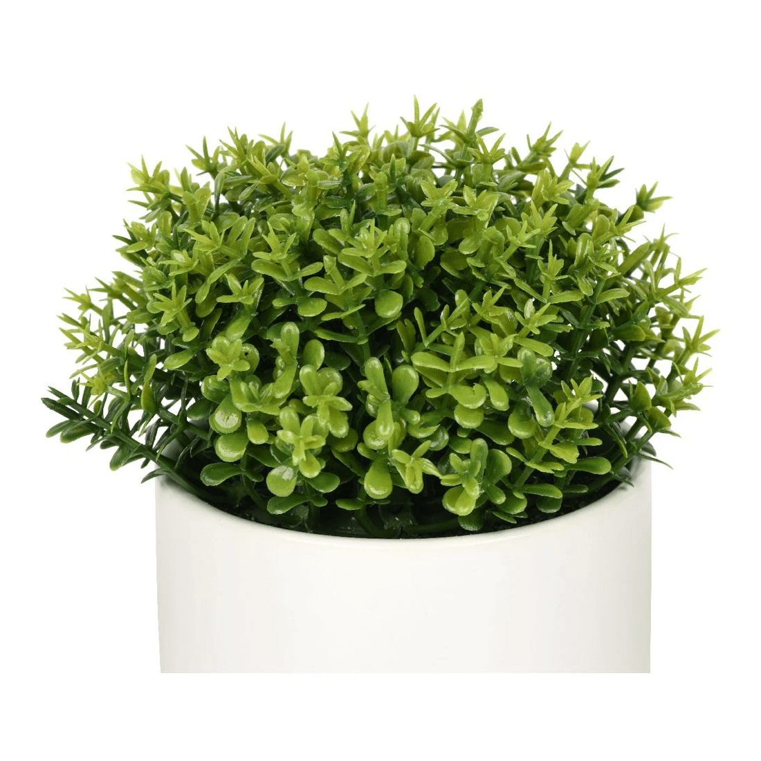 2 Otto Mini Plant Shrub, 2 of 3