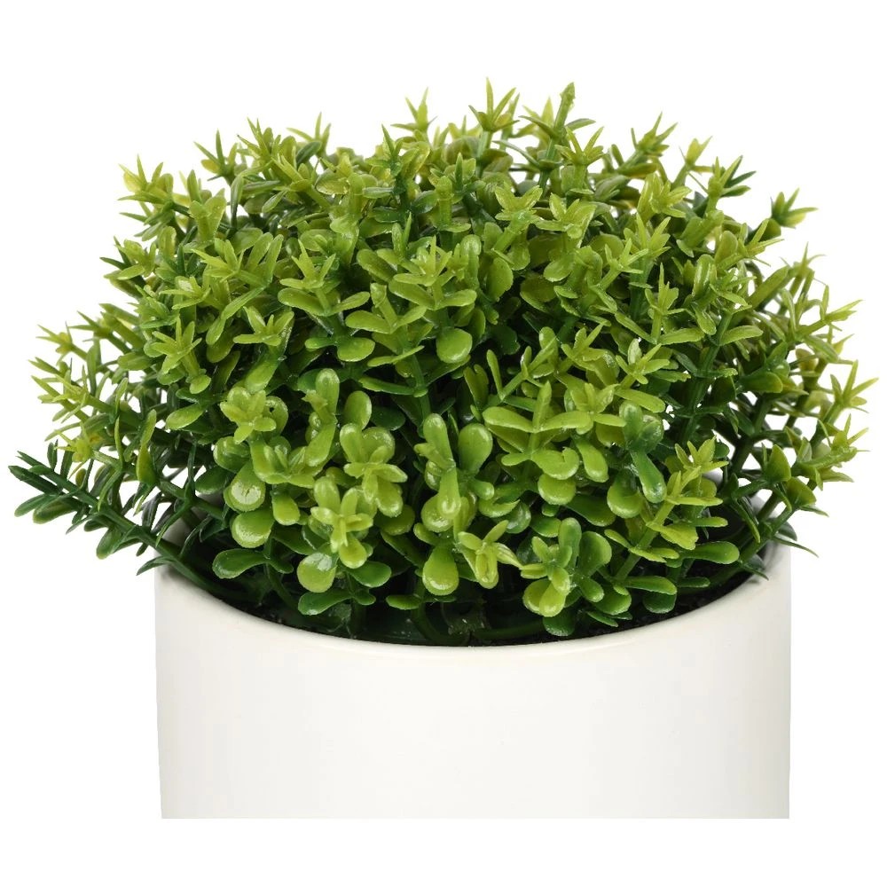 2 Otto Mini Plant Shrub, 2 of 3