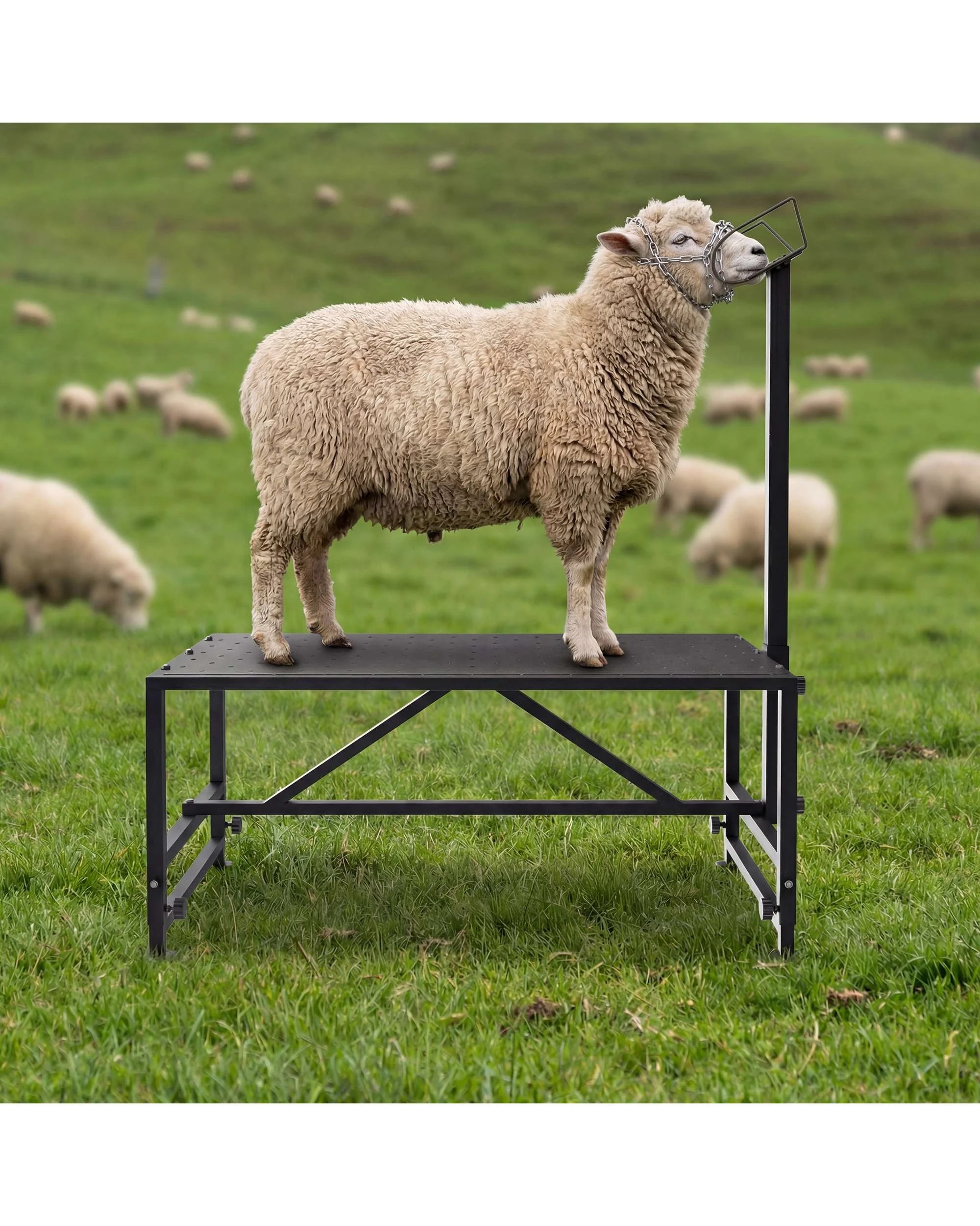 5 Advwin Goat Stand for Milking Metal Livestock Milking Shearing Stand, 5 of 10