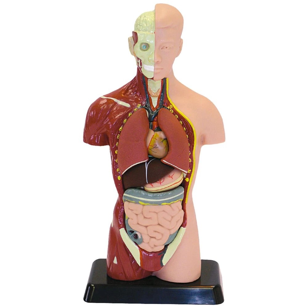 1 Fandex Human Anatomy Model 27cm 8 Pieces, 1 of 1