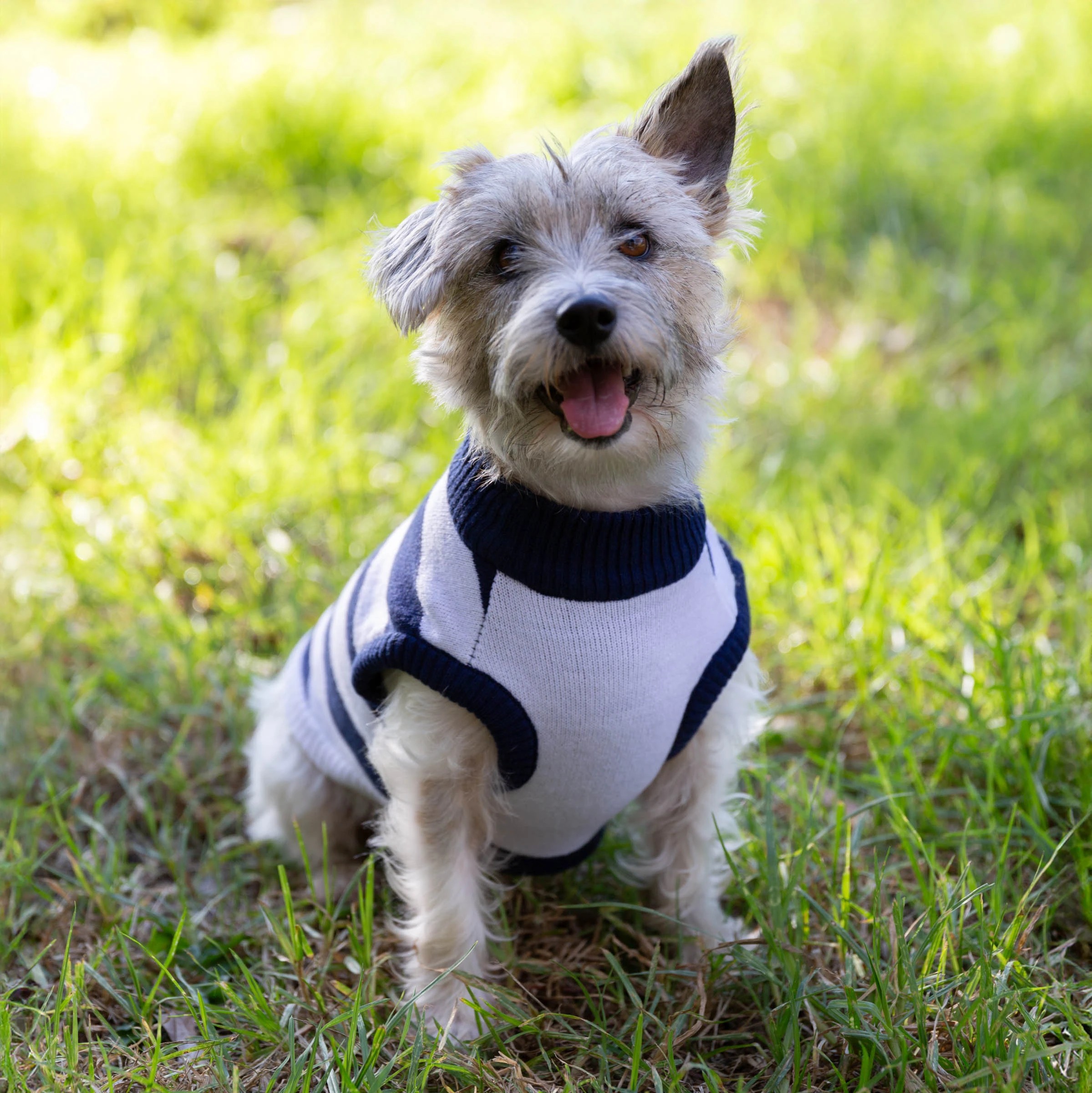 4 AFL Geelong Cats Pet Jumper - Medium, 4 of 4