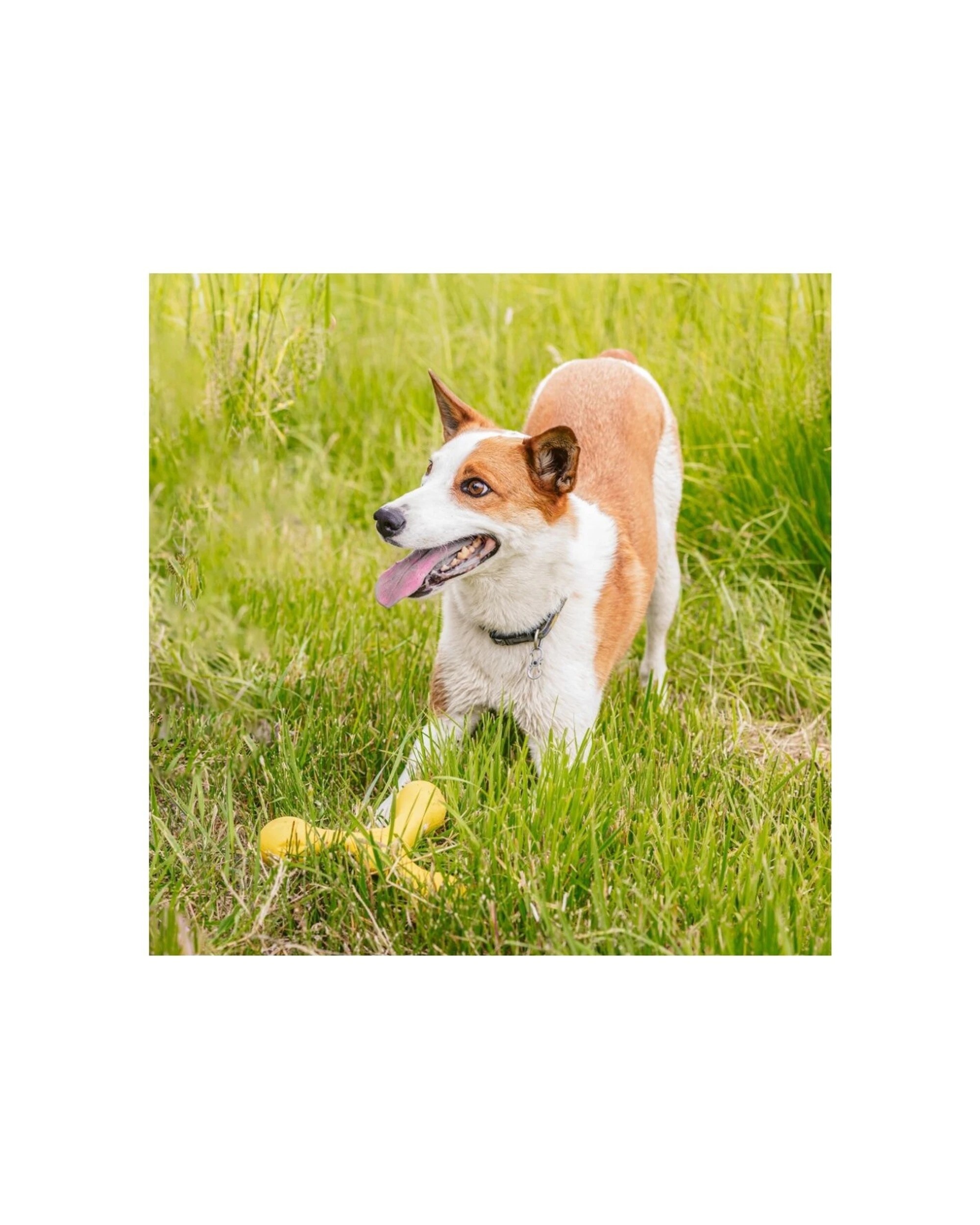 West Paw Skamp Pet Dog Fetch Throwing Soft Chew Toy Floats Dishwasher ...