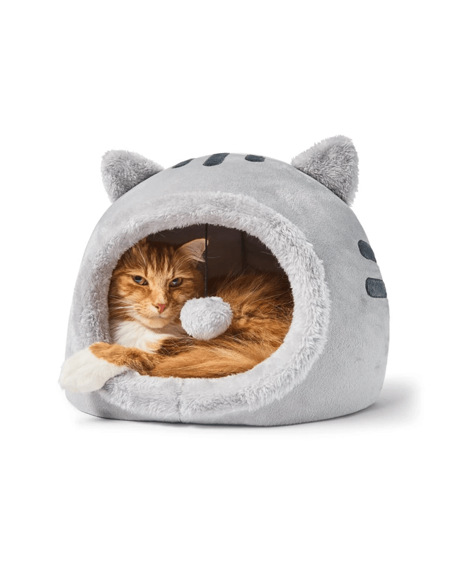 Cat Kitten 