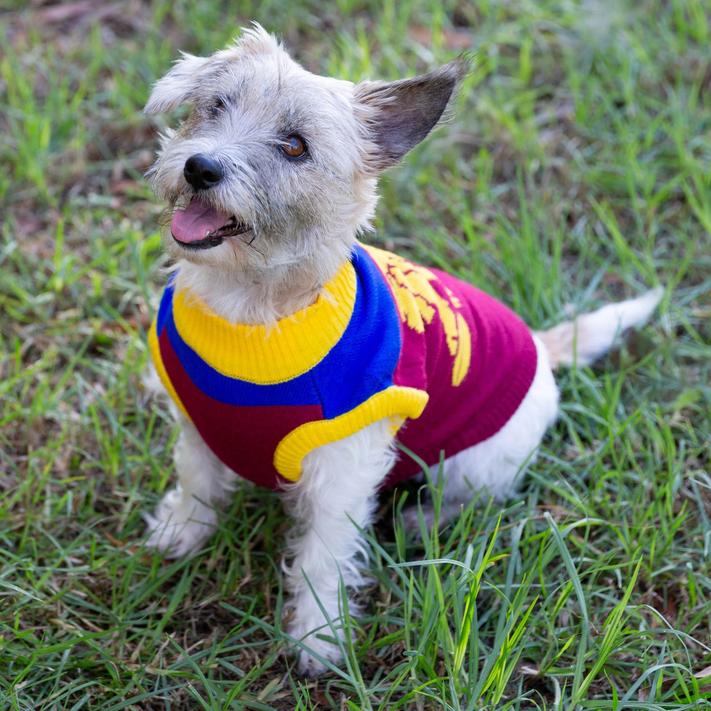 4 AFL Brisbane Lions Pet Jumper - Small, 4 of 4