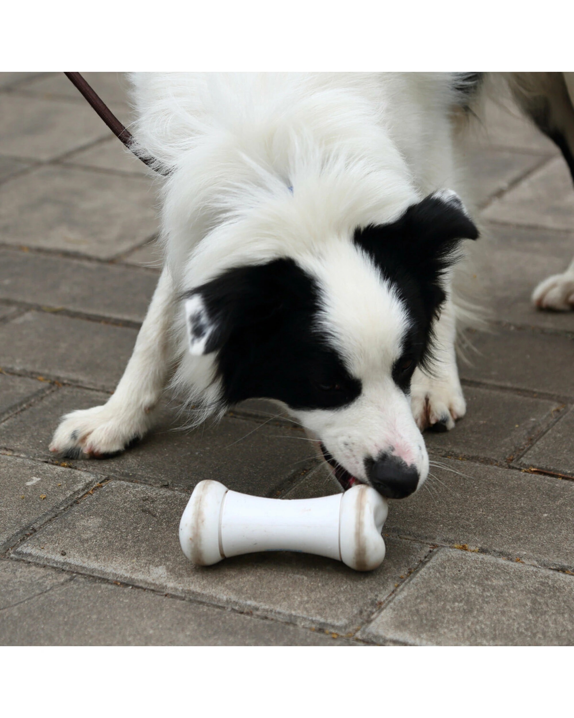 5 Cheerble Wickedbone Smart Interactive Dog Toy White, 5 of 5