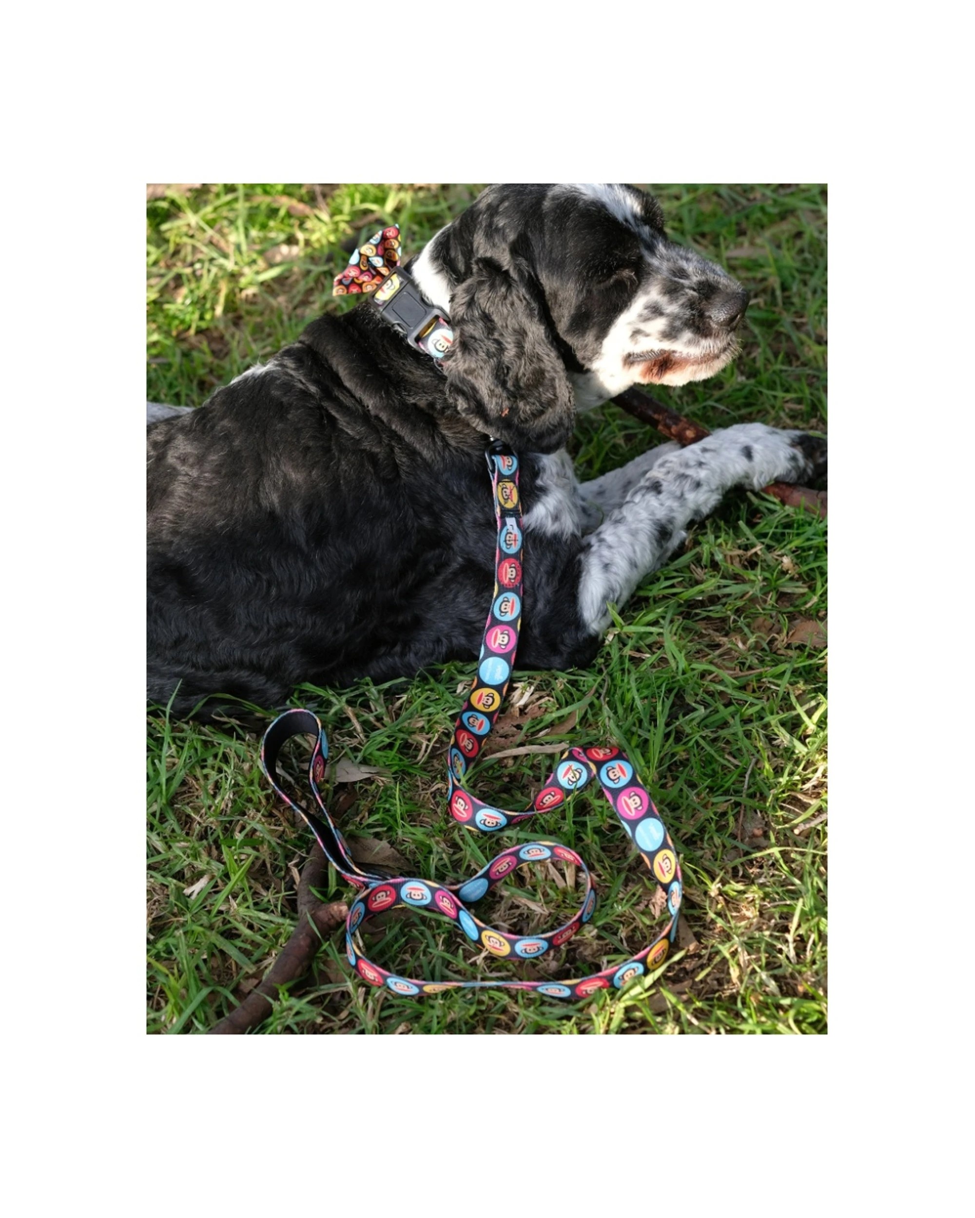 4 Verb. X Paul Frank 100% Polyester Adjustable Pet Lead Medium, 4 of 4