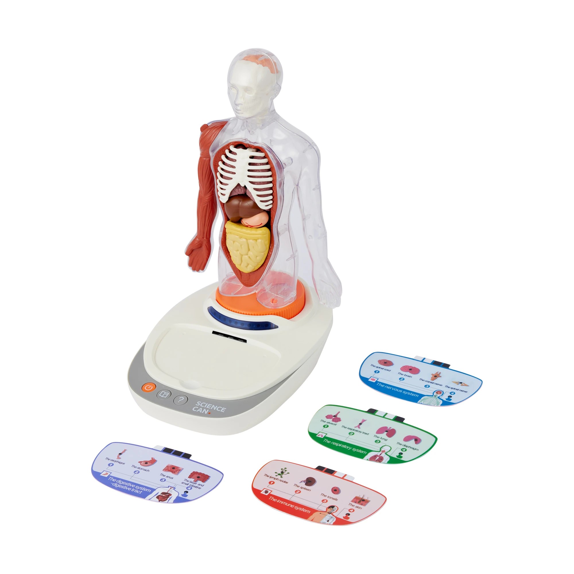 1 Interactive Human Body Model, 1 of 10