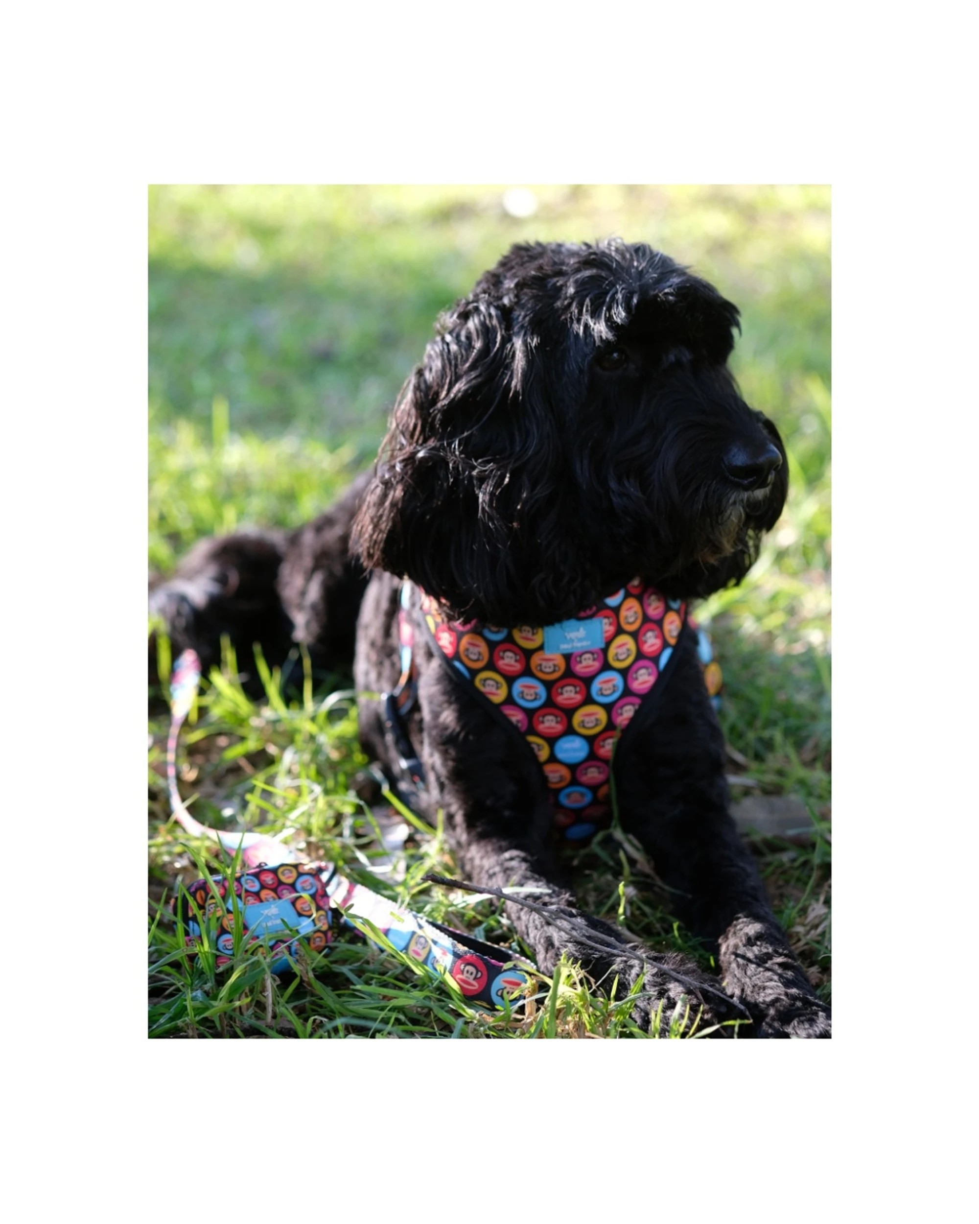 3 Verb. X Paul Frank 100% Polyester Adjustable Pet Harness Medium, 3 of 5