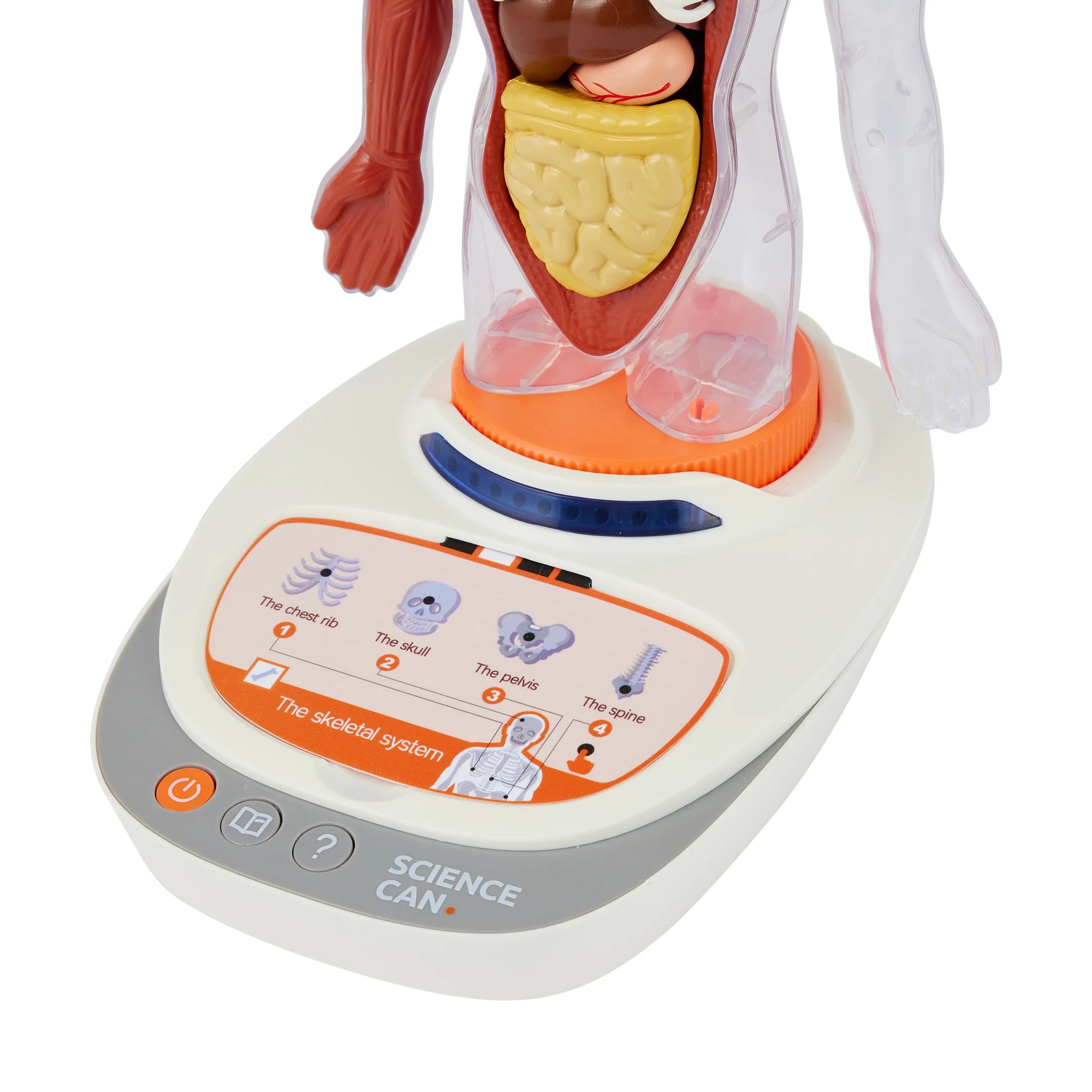 6 Interactive Human Body Model, 6 of 10