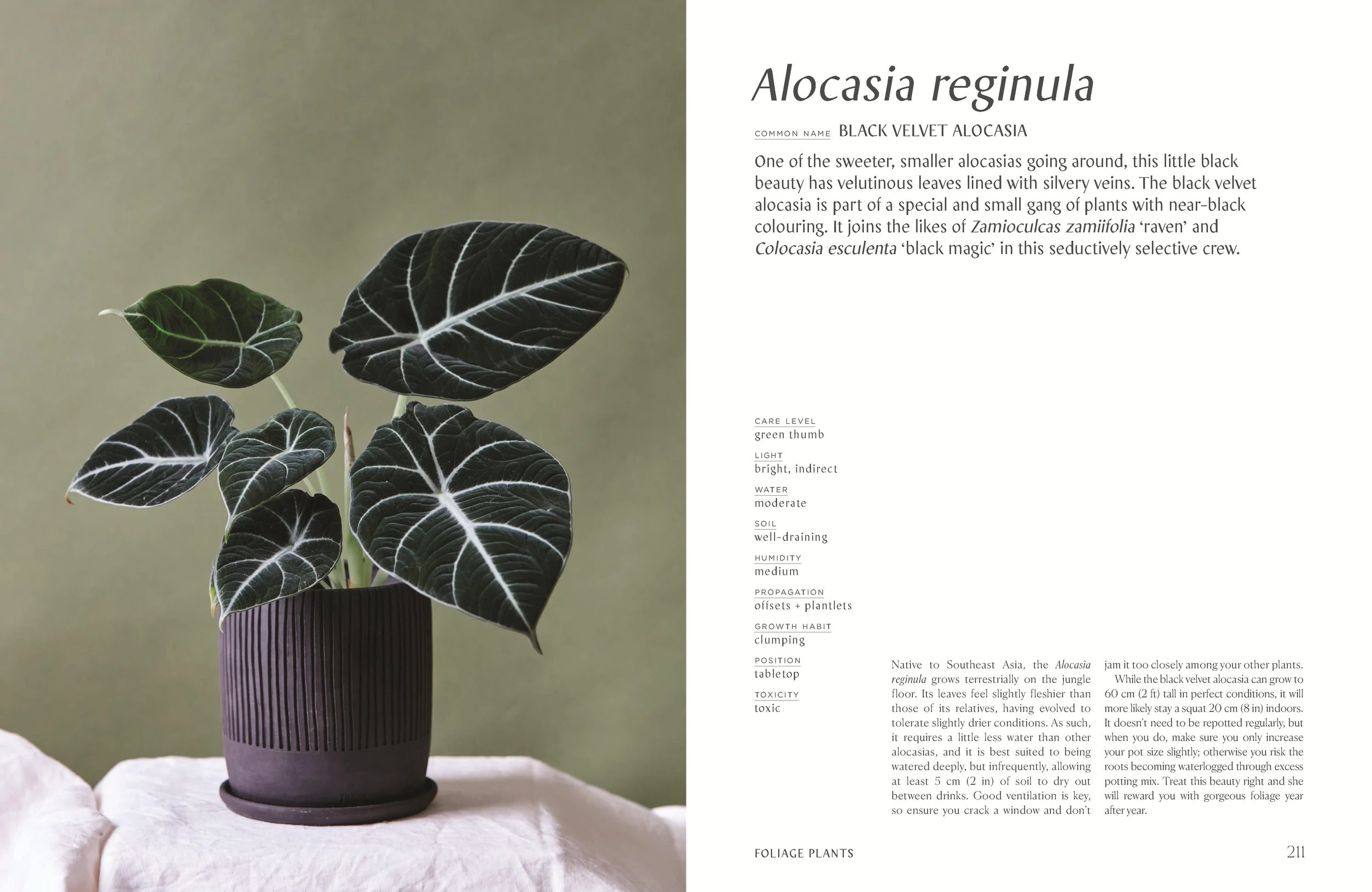 6 Plantopedia: The Definitive Guide to Houseplants by Lauren Camilleri and Sophia Kaplan - Book, 6 of 10
