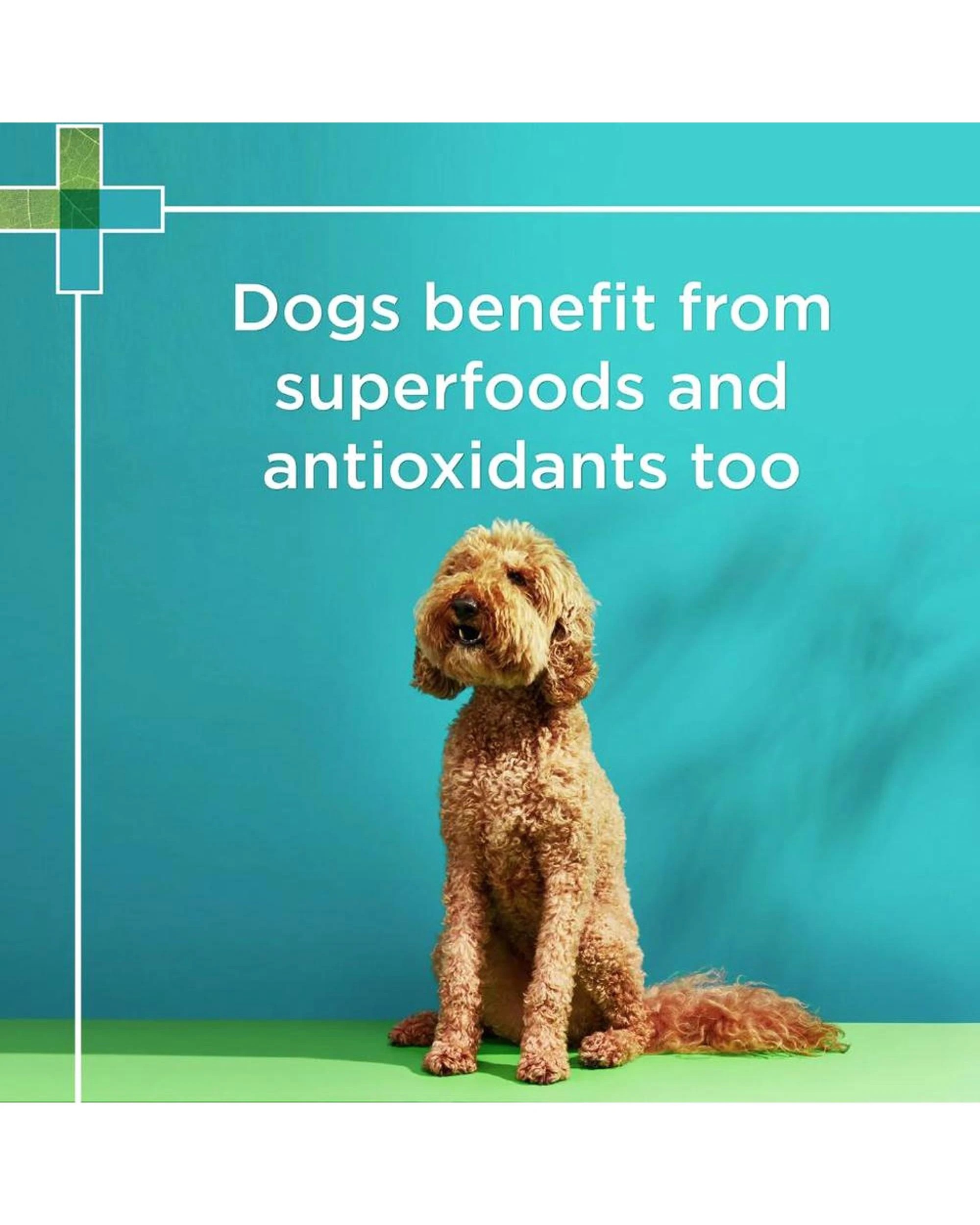 6 Paw Wellness And Vitality Multivitamin Dog 60 Chews, 6 of 8