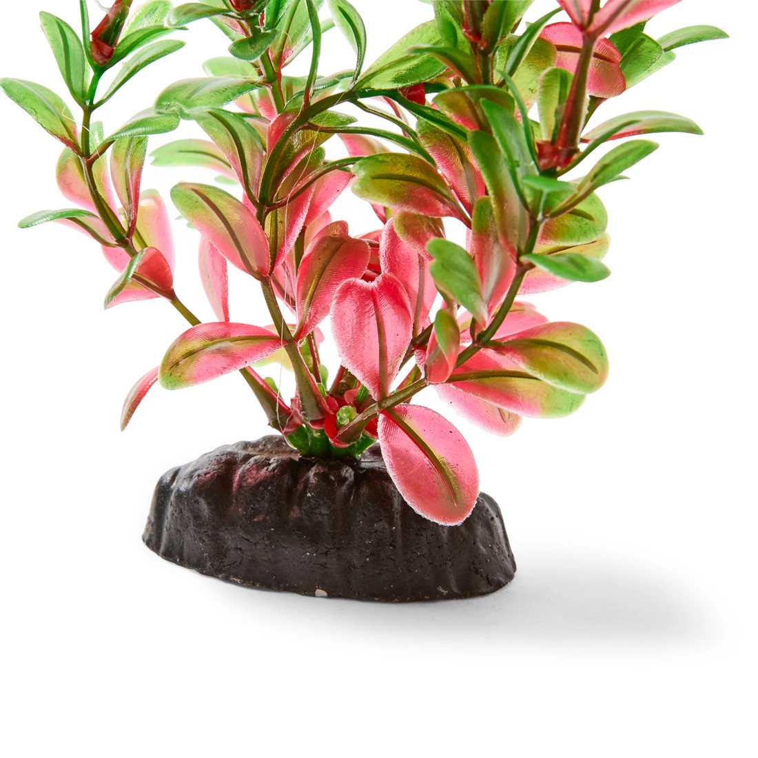 8 Aquarium Natural Plants 4 Pack - Large, 8 of 10