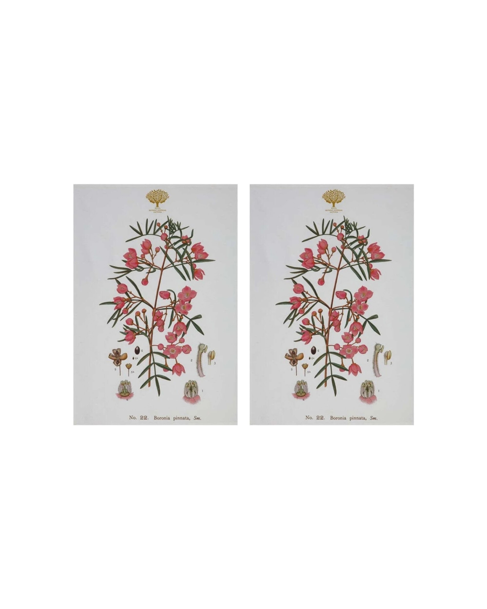 1 Maxwell & Williams 2x Royal Botanic Garden Cotton Tea Towel Set Boronia - Multi, 1 of 2