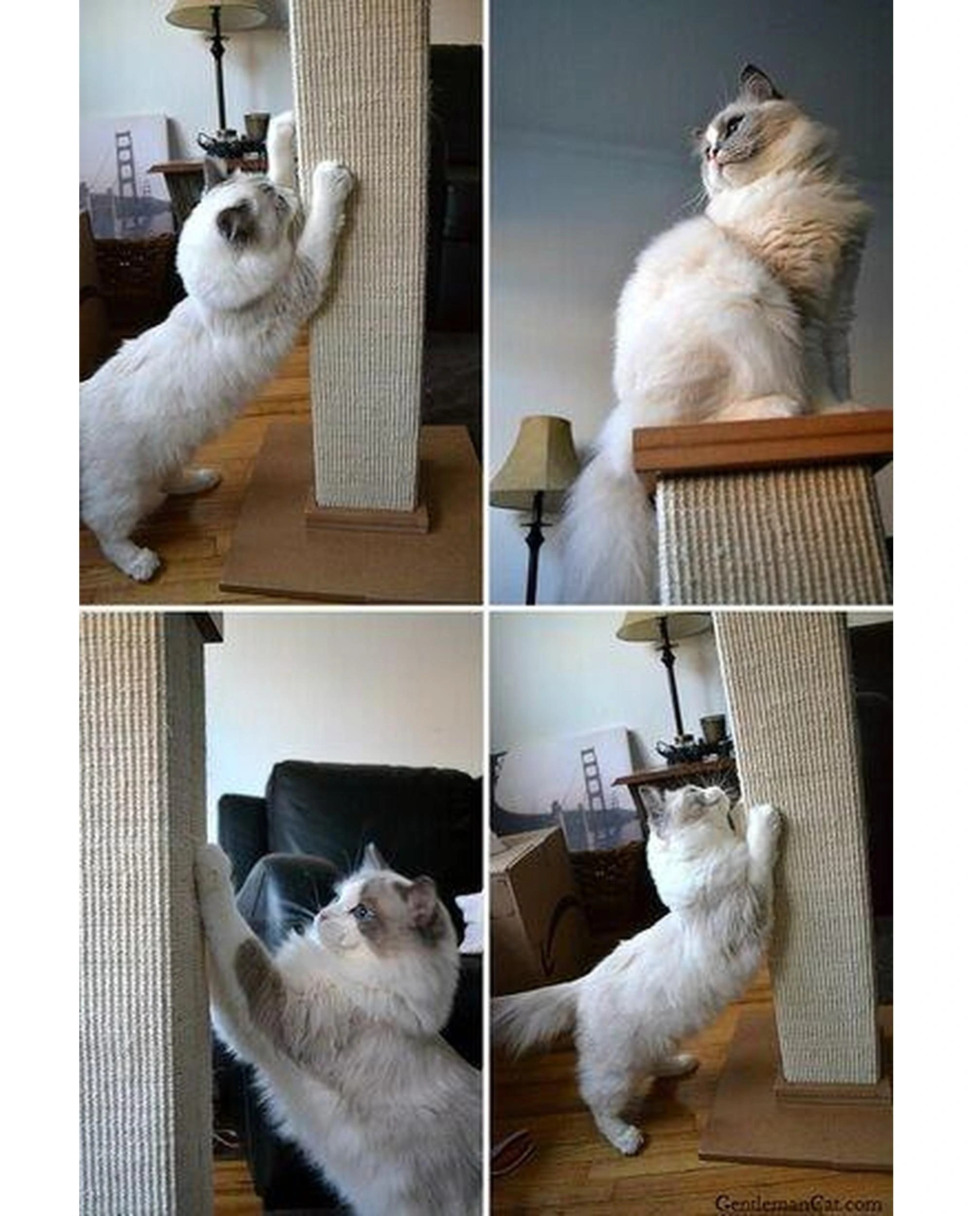 6 SmartCat Ultimate Cat Scratching Post Brown 32 Inch, 6 of 8