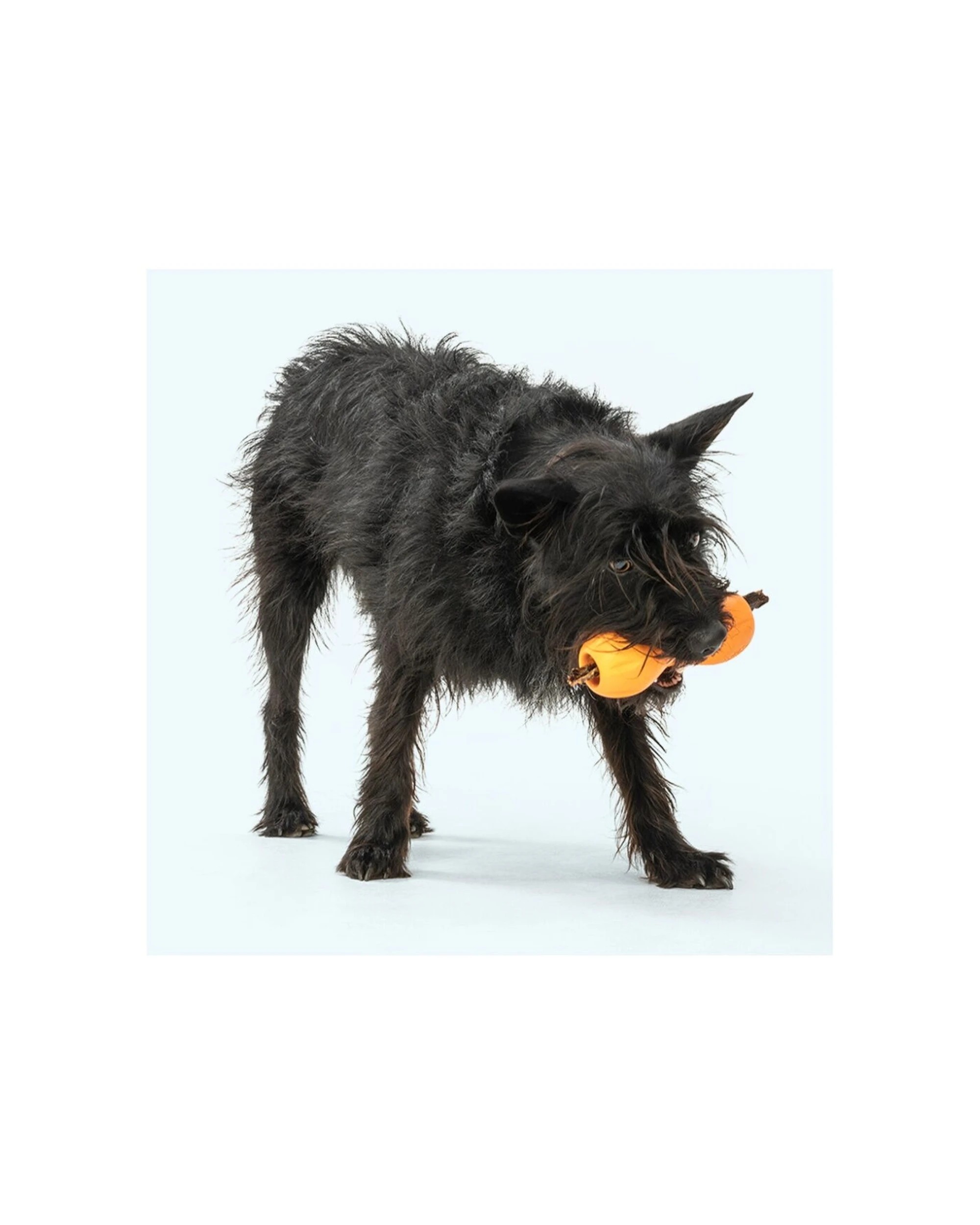 2 West Paw Qwizl Pet Dog Interactive Treat Dispenser Chew Toy Large Zogoflex - Yellow, 2 of 3