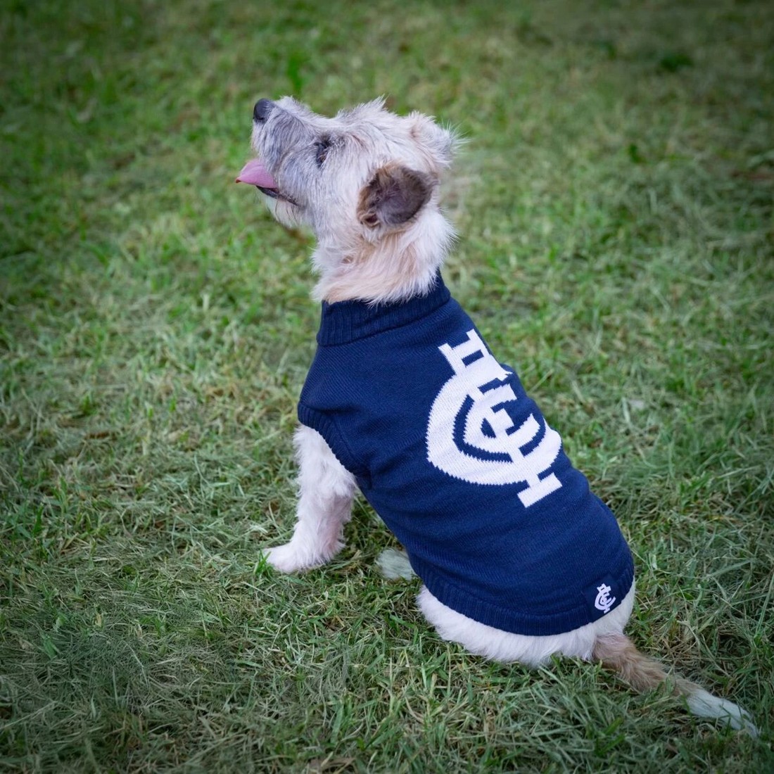 1 AFL Carlton Blues Pet Jumper - Small, 1 of 4