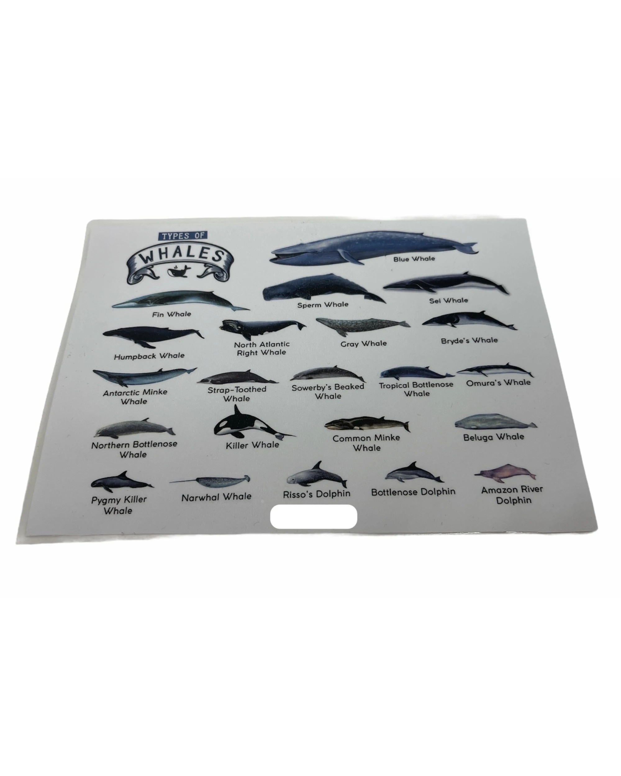 2 BR Home Types of Whales A4 Matte Laminated Poster Print, 2 of 2