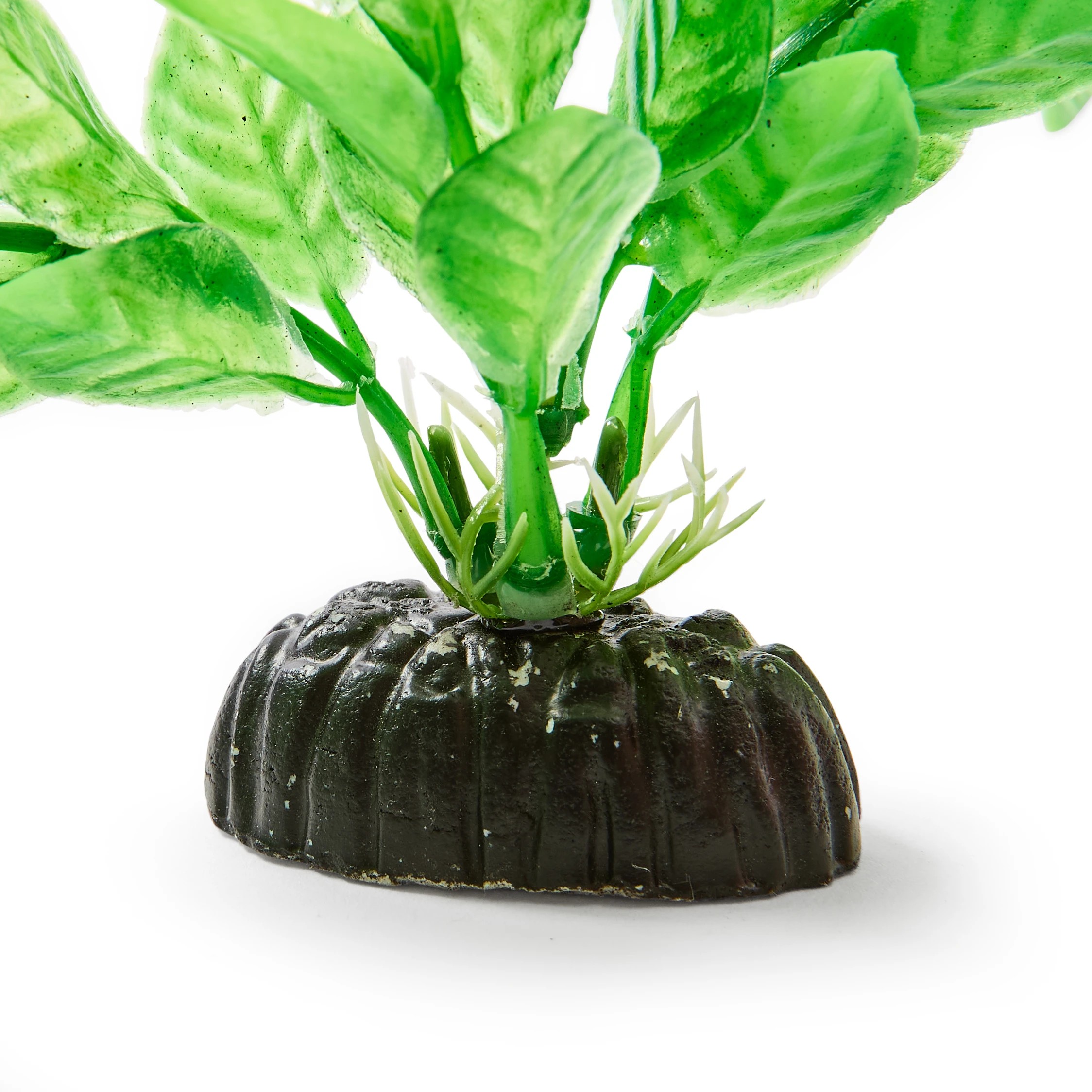 5 Aquarium Natural Plants 6 Pack - Small, 5 of 10