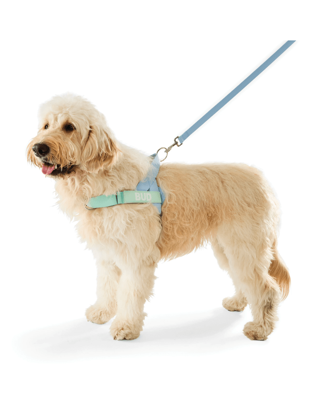 Blue Custom Harness Walking Set - Extra L