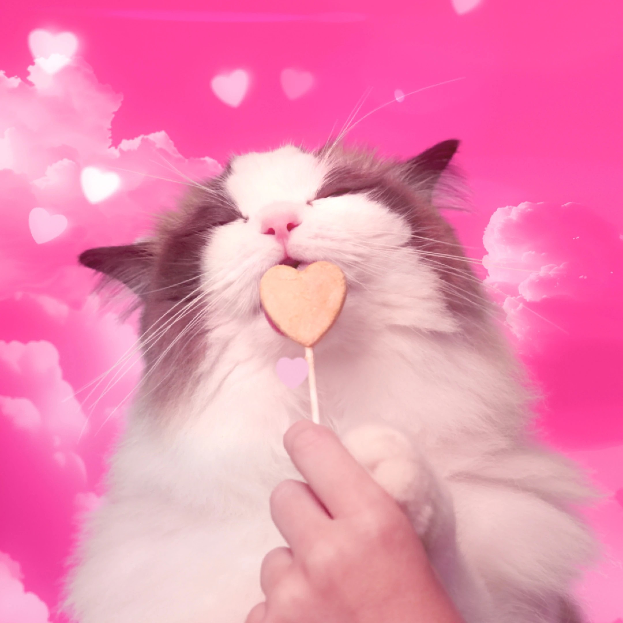 10 BONKERS Purrpops Freeze-Dried Tuna Flavored Lollipop Cat Treats, 10 of 10