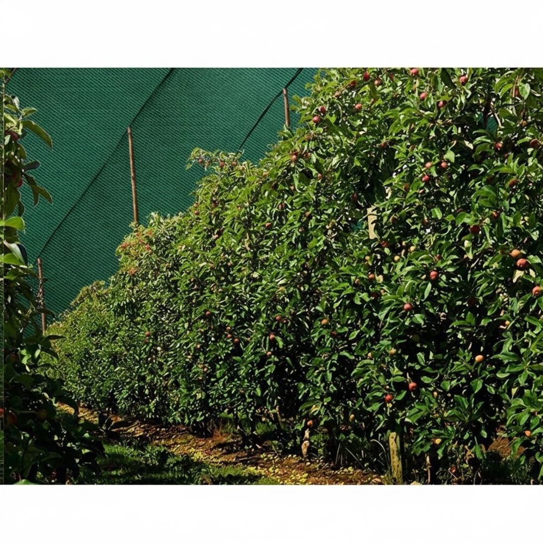 5 Instahut 90% Shade Cloth 3.66x10m Shadecloth Sail Heavy Duty - Green, 5 of 5