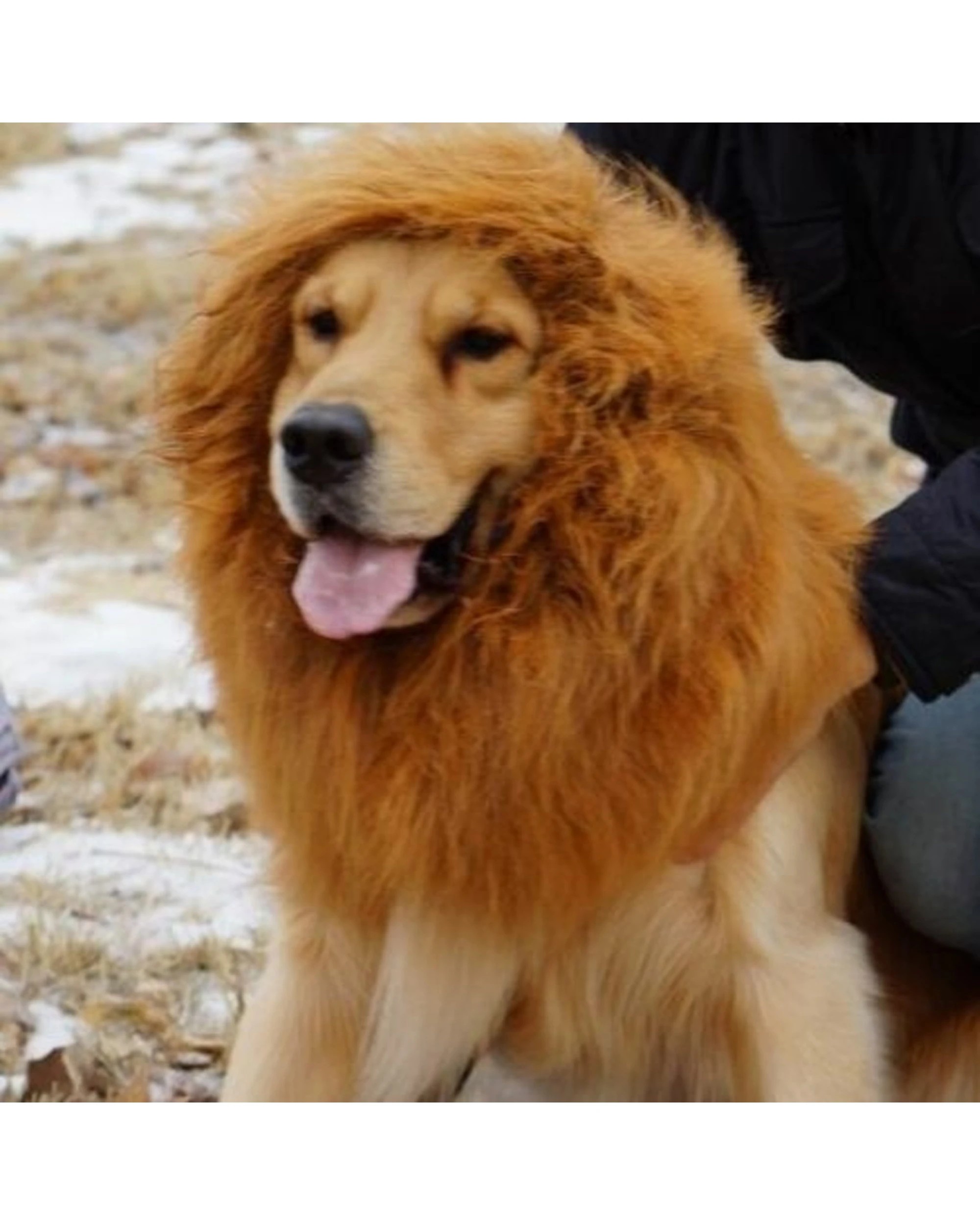 6 Cotton More Large Breed Dog Halloween Party Costume Lion Mane Wig One Size - Black, 6 of 9