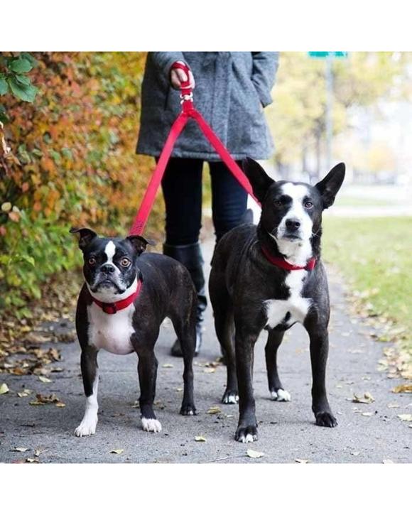 Double Dog Leash Coupler for Walking Two Dogs