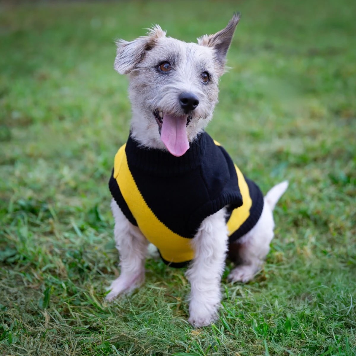 1 AFL Richmond Tigers Pet Jumper - Small, 1 of 4