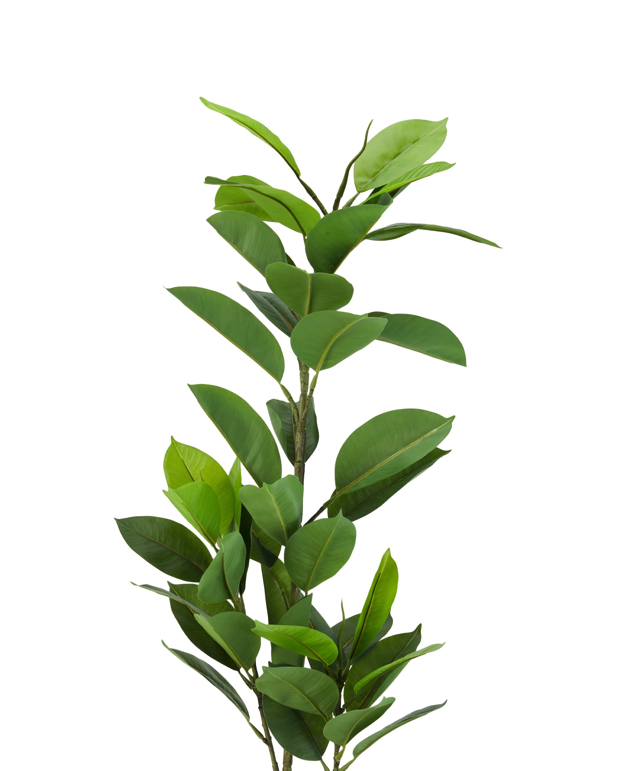 2 Artificial Rubber Tree Plant, 2 of 3